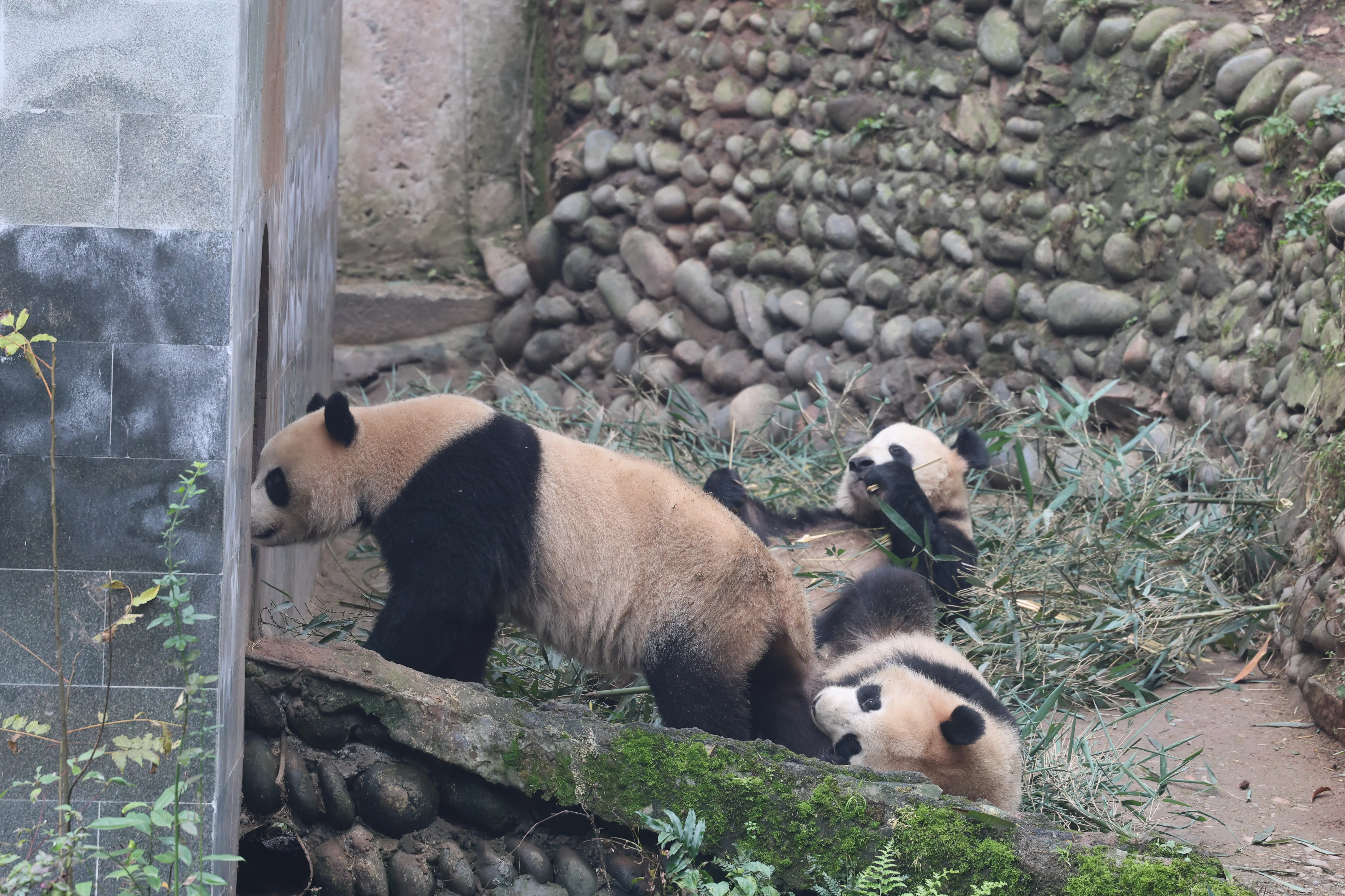 Qian Xin