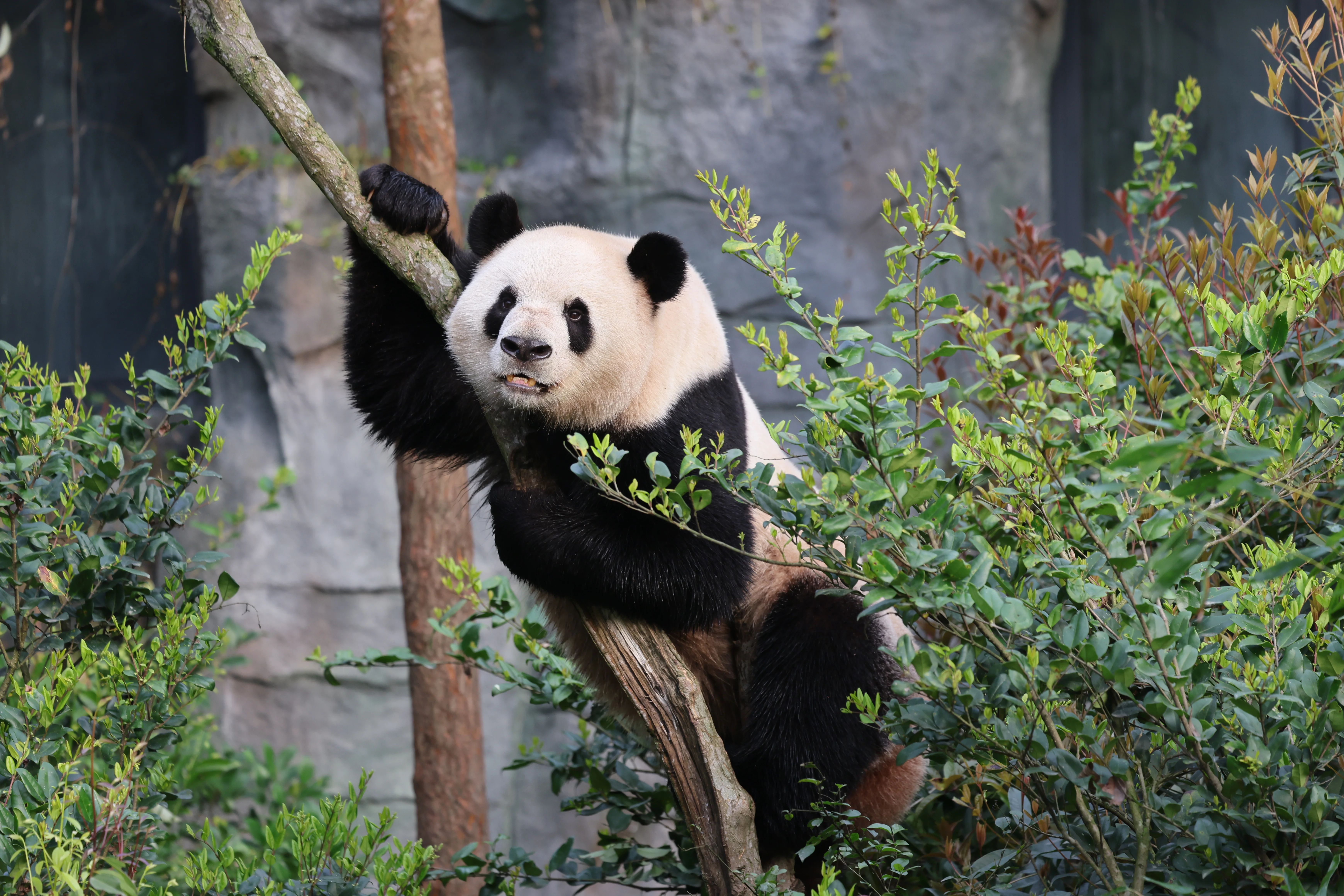 Bao Ge