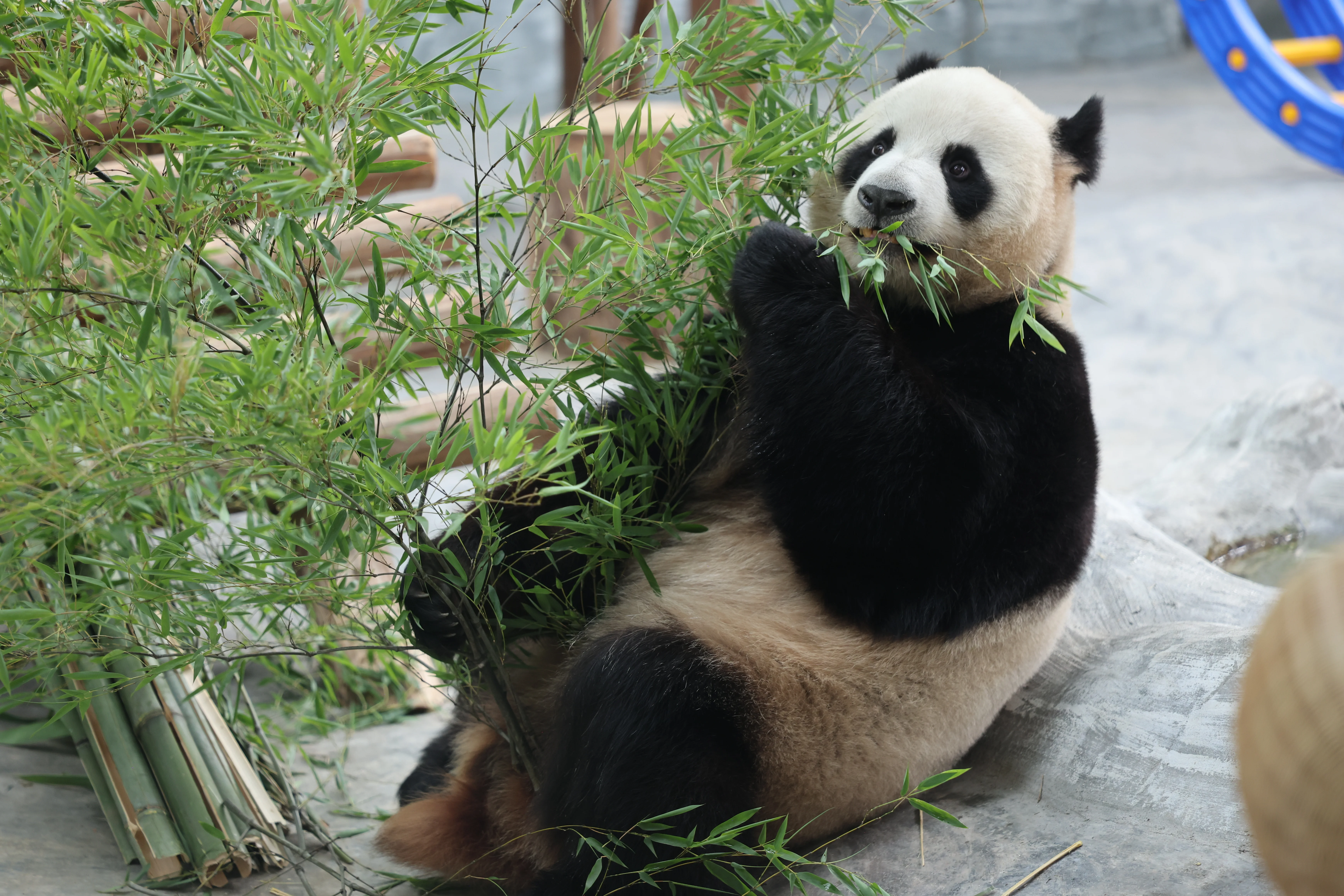 Qi Lin
