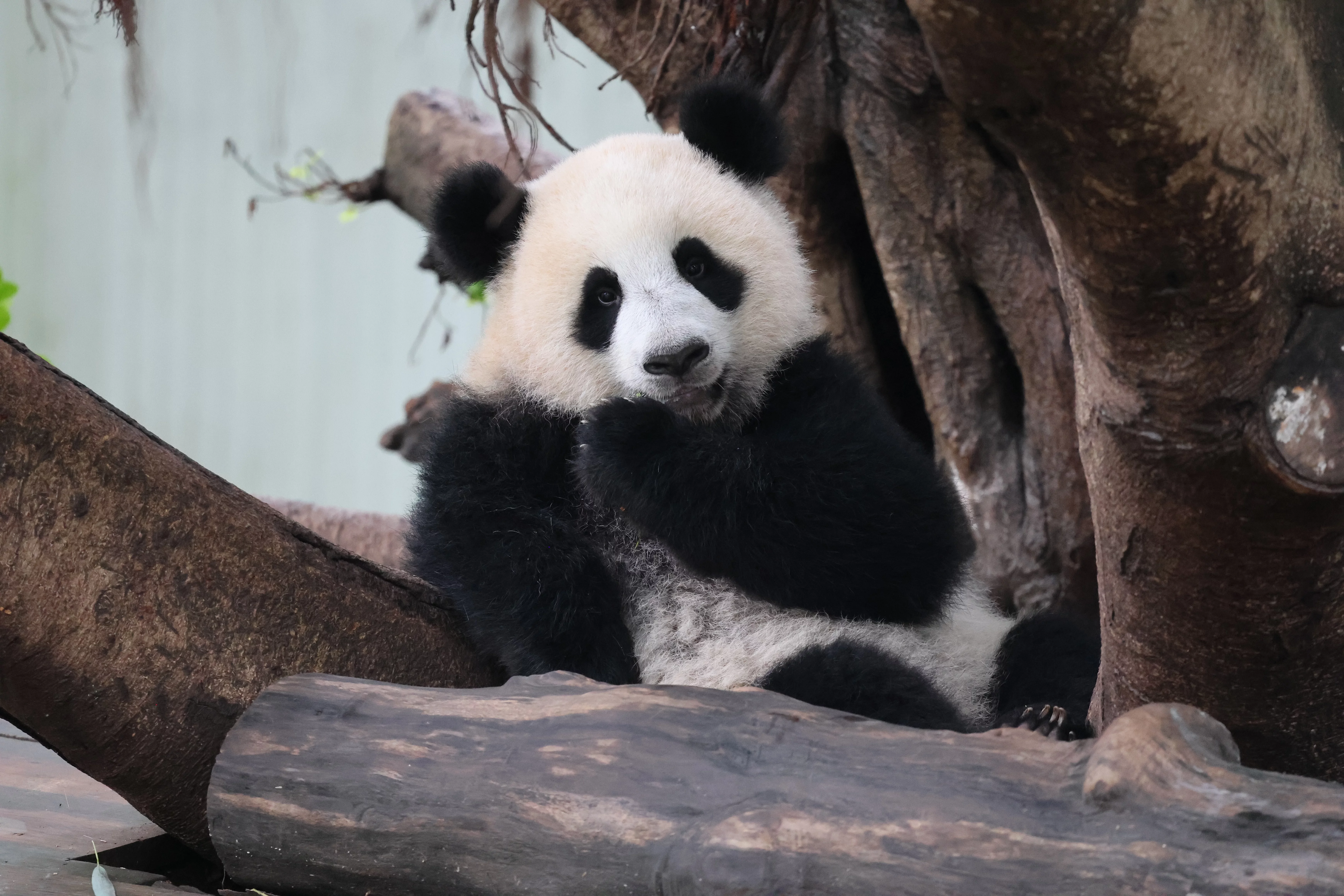 Liang Yue You Zai