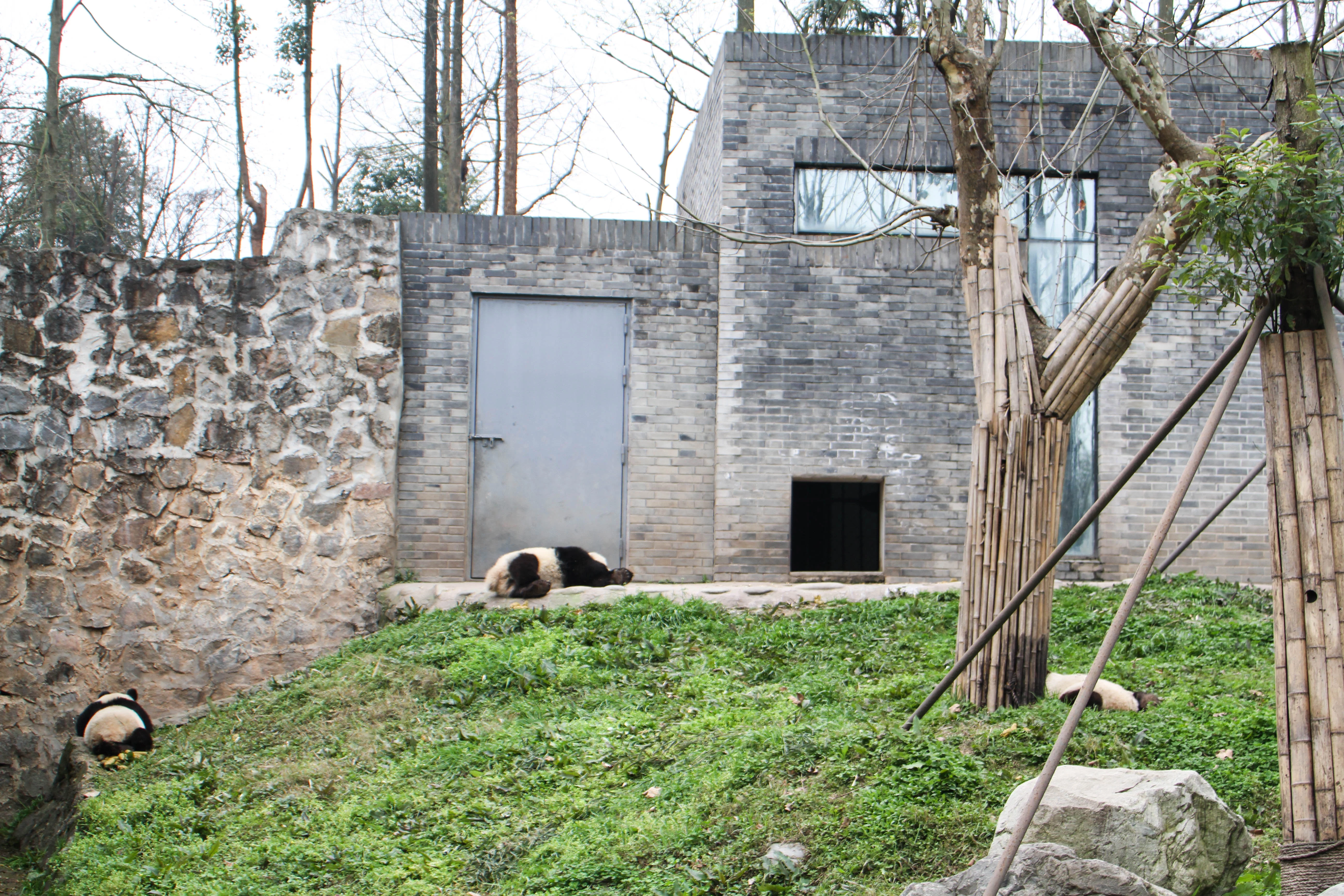 Ling Yan