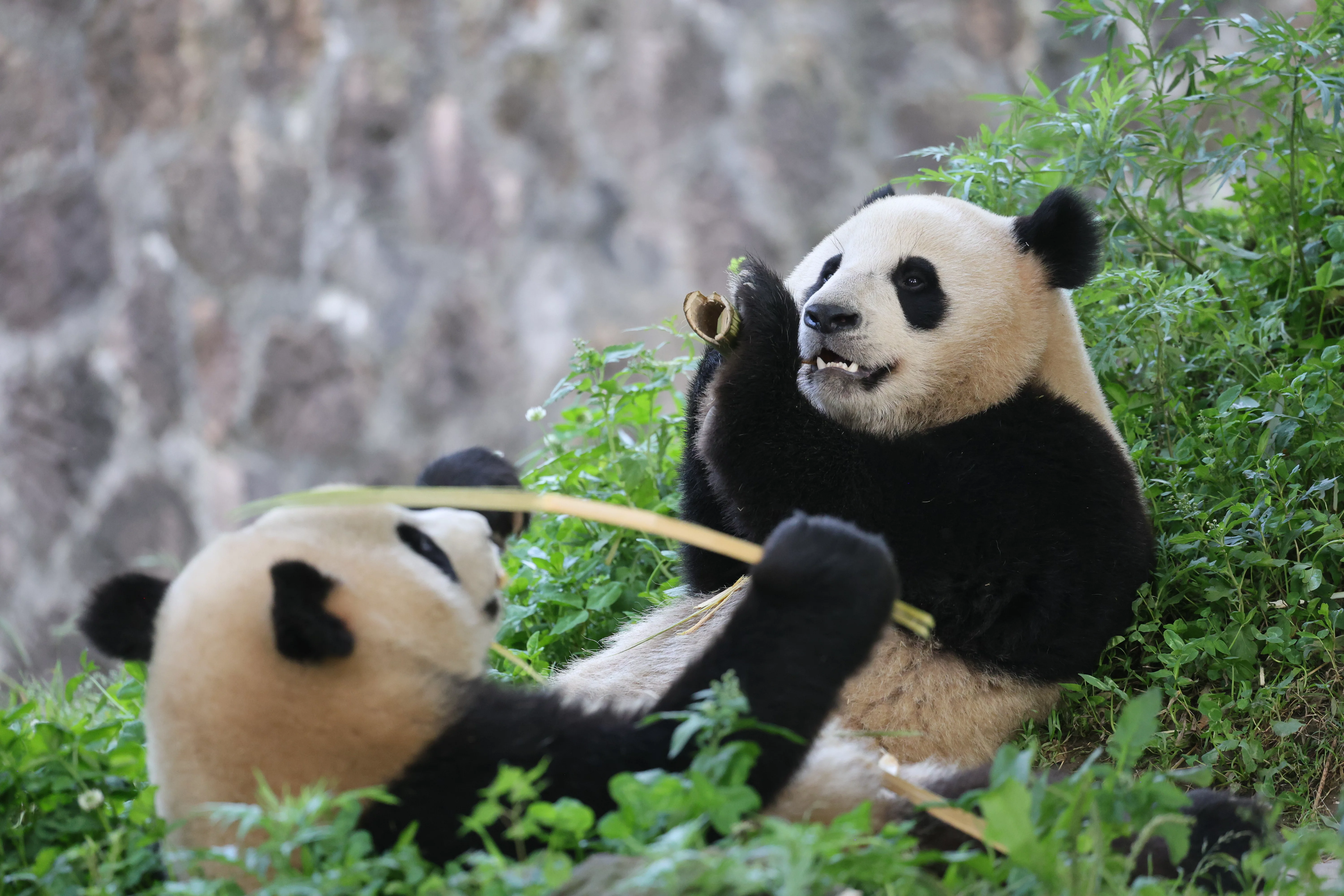 An Bao