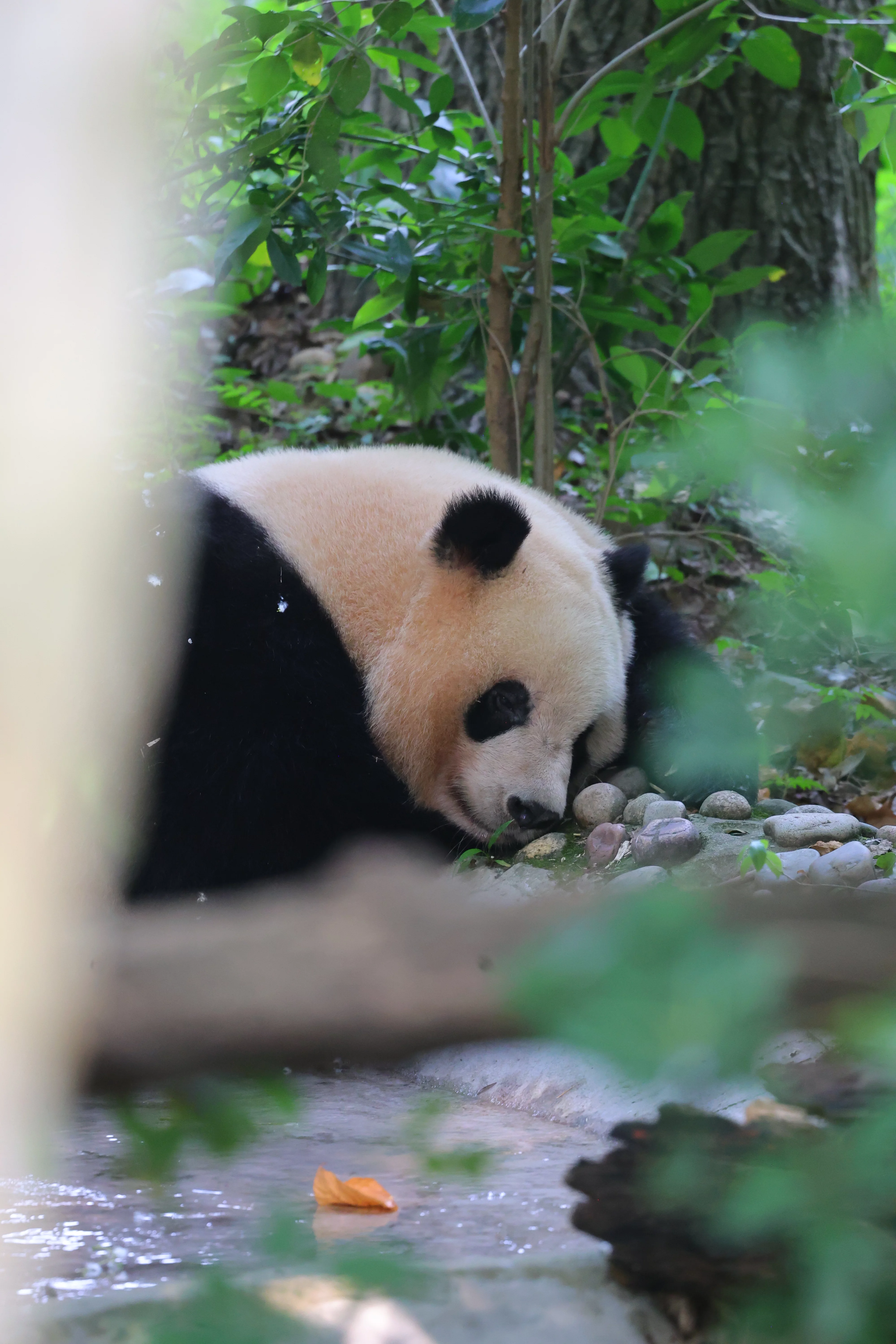 Qi Yi