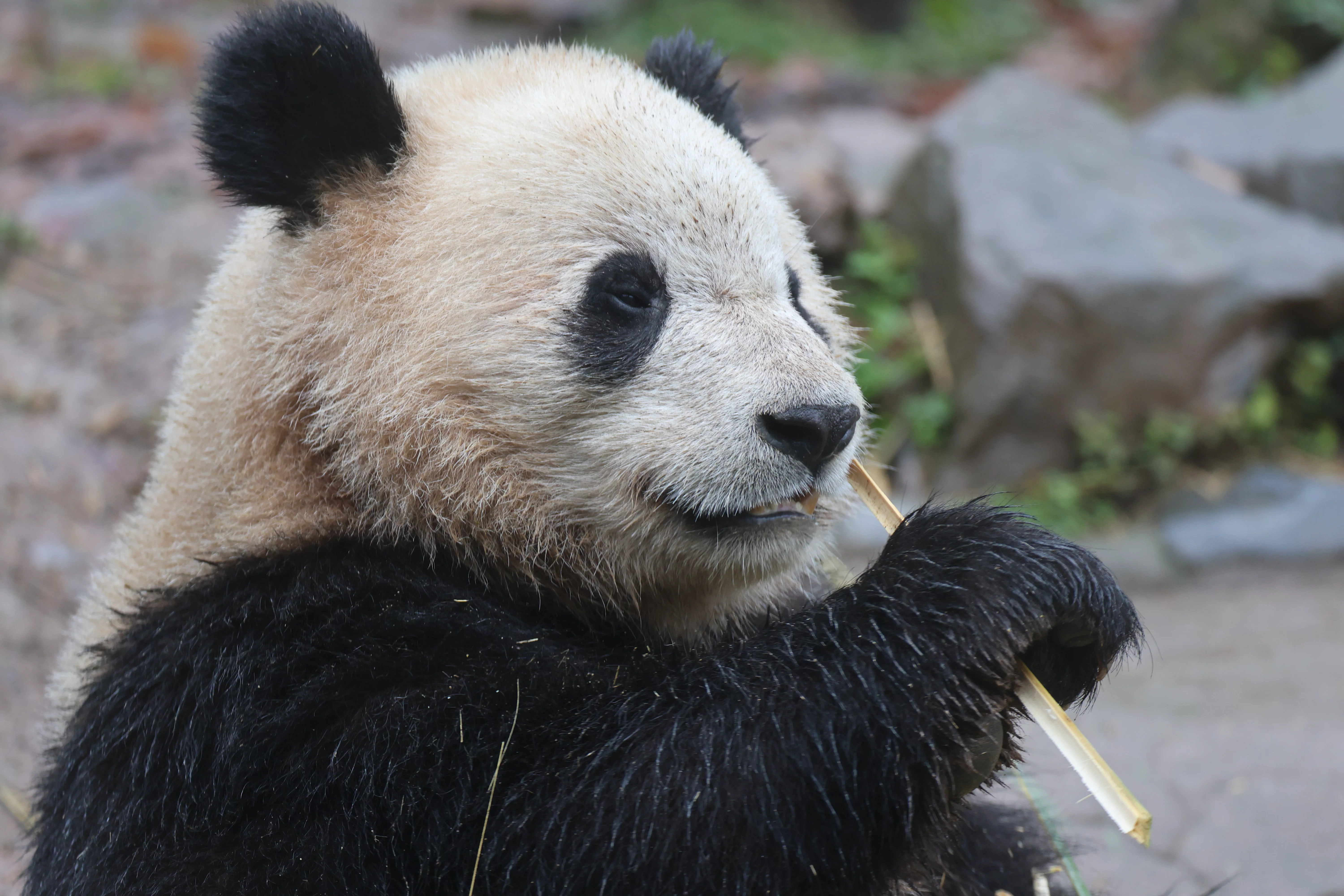 Bao Yuan