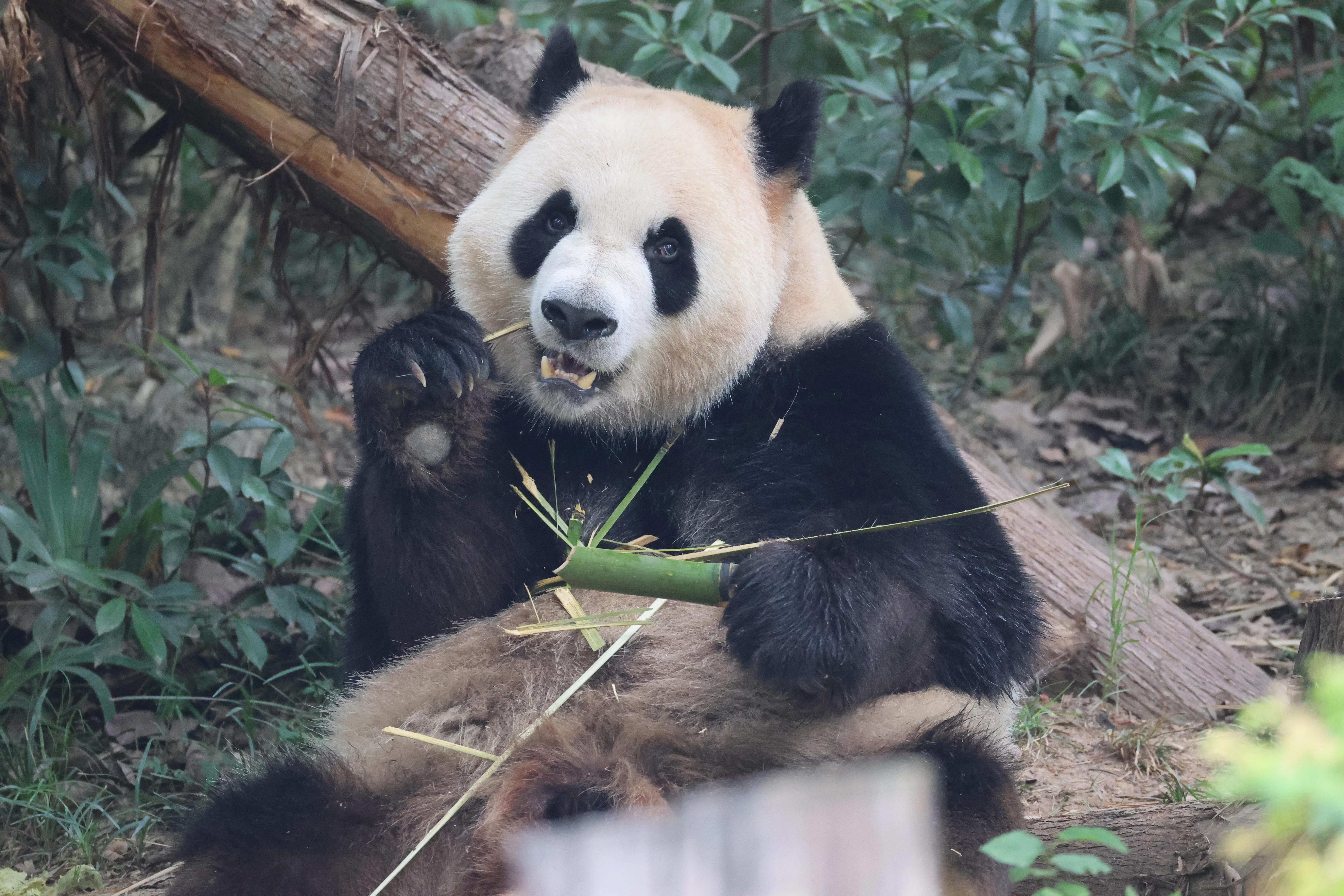 Ping Ping (Re Ganmian)