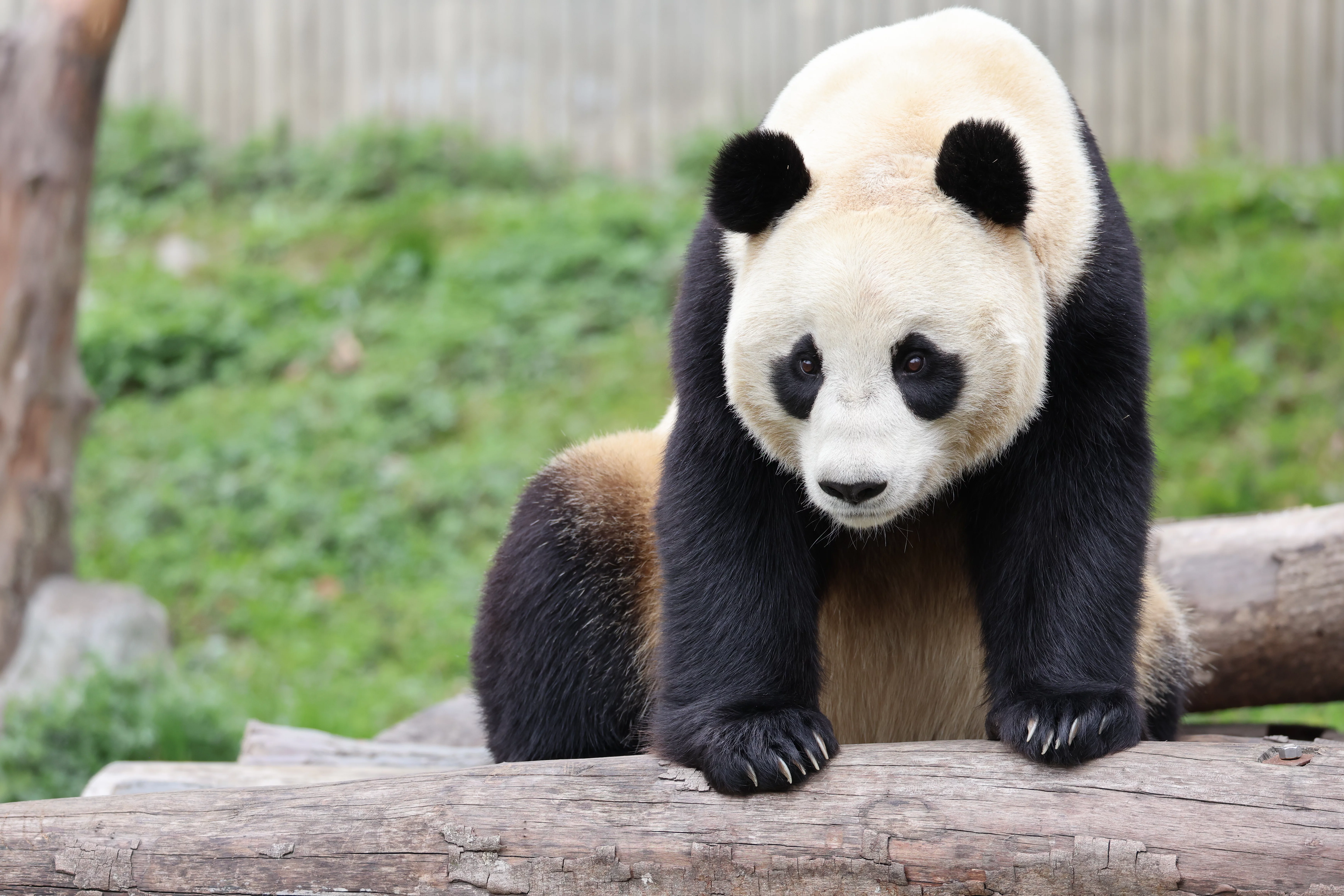 Hang Bao