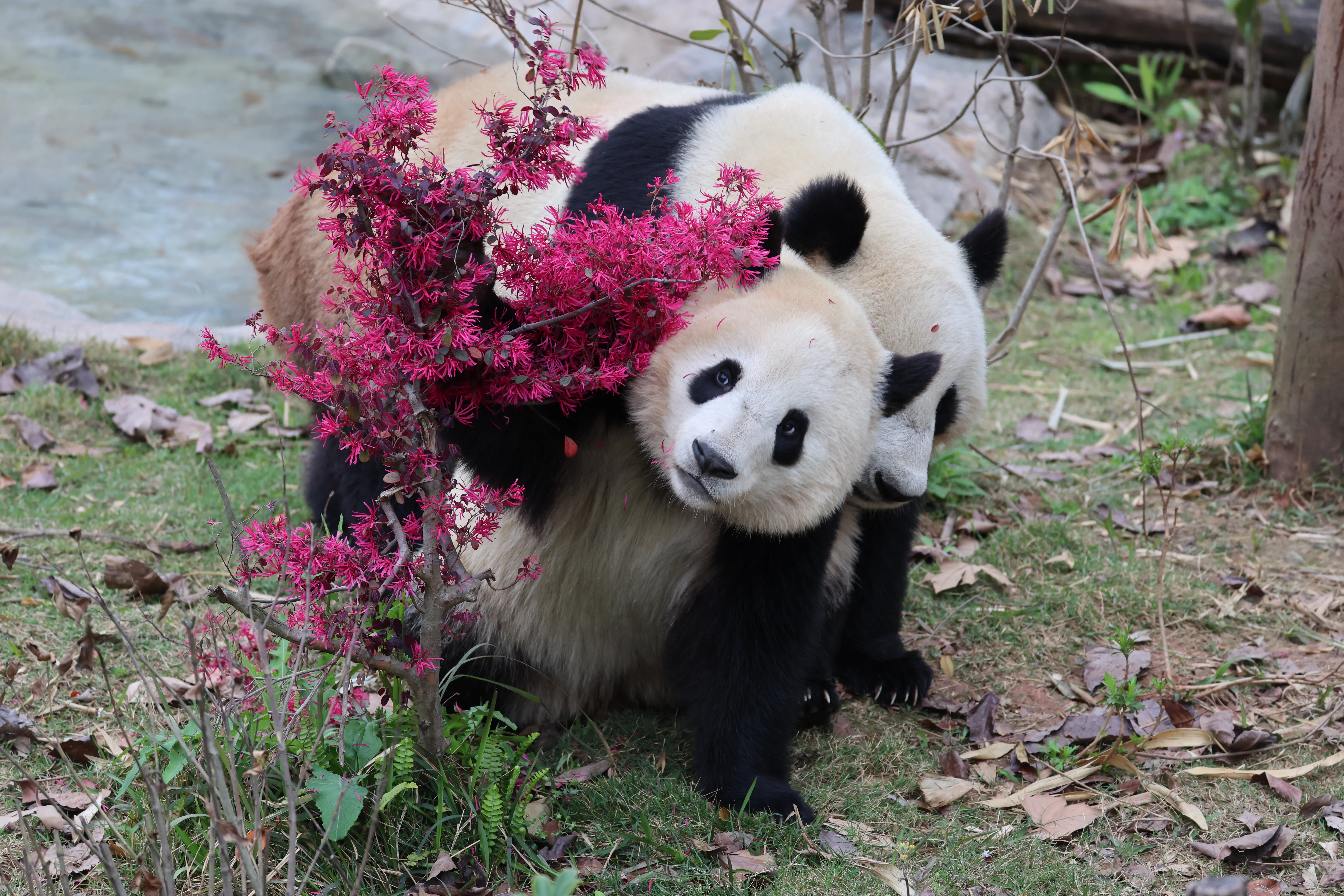 Xiu He