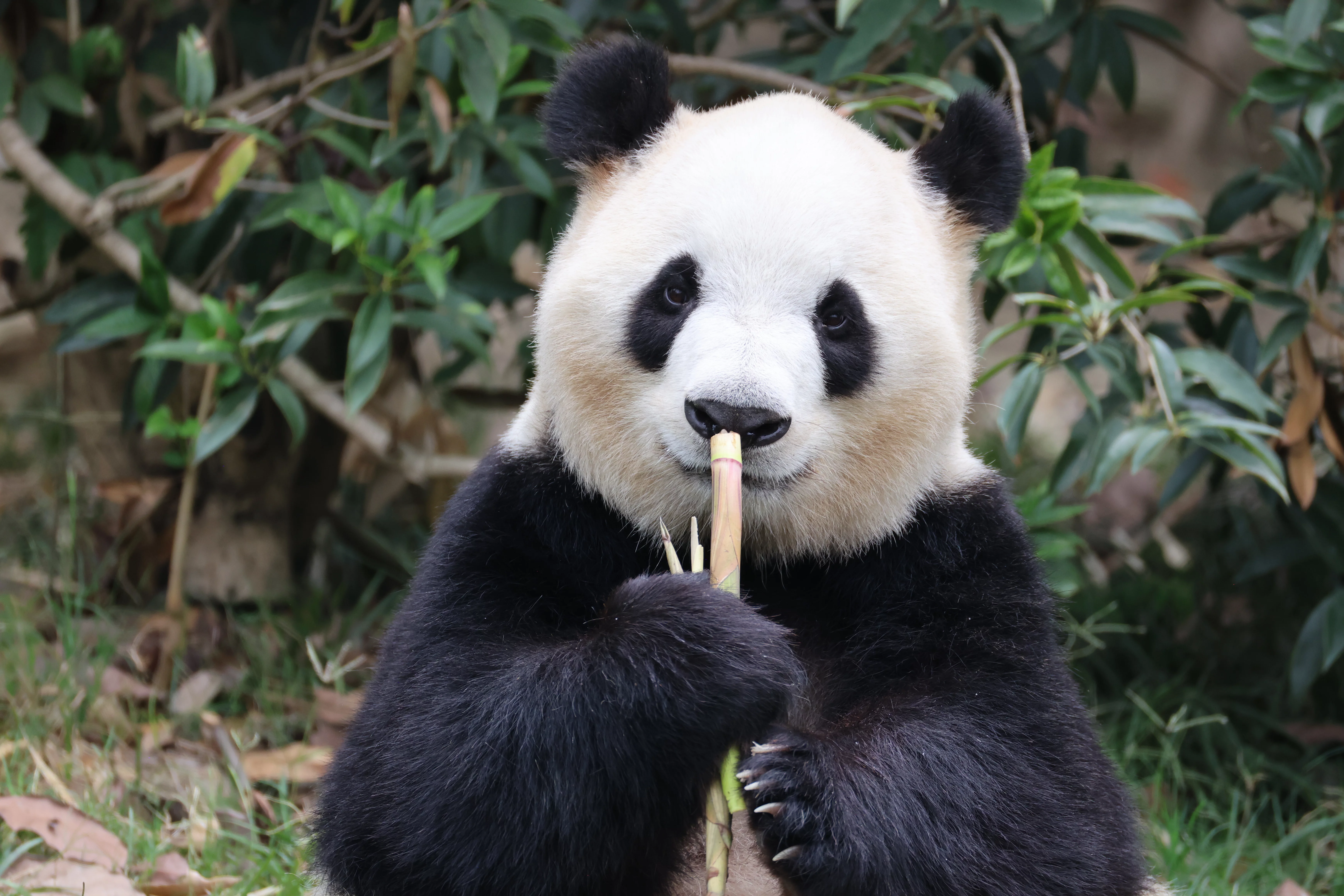 Fu Shuang