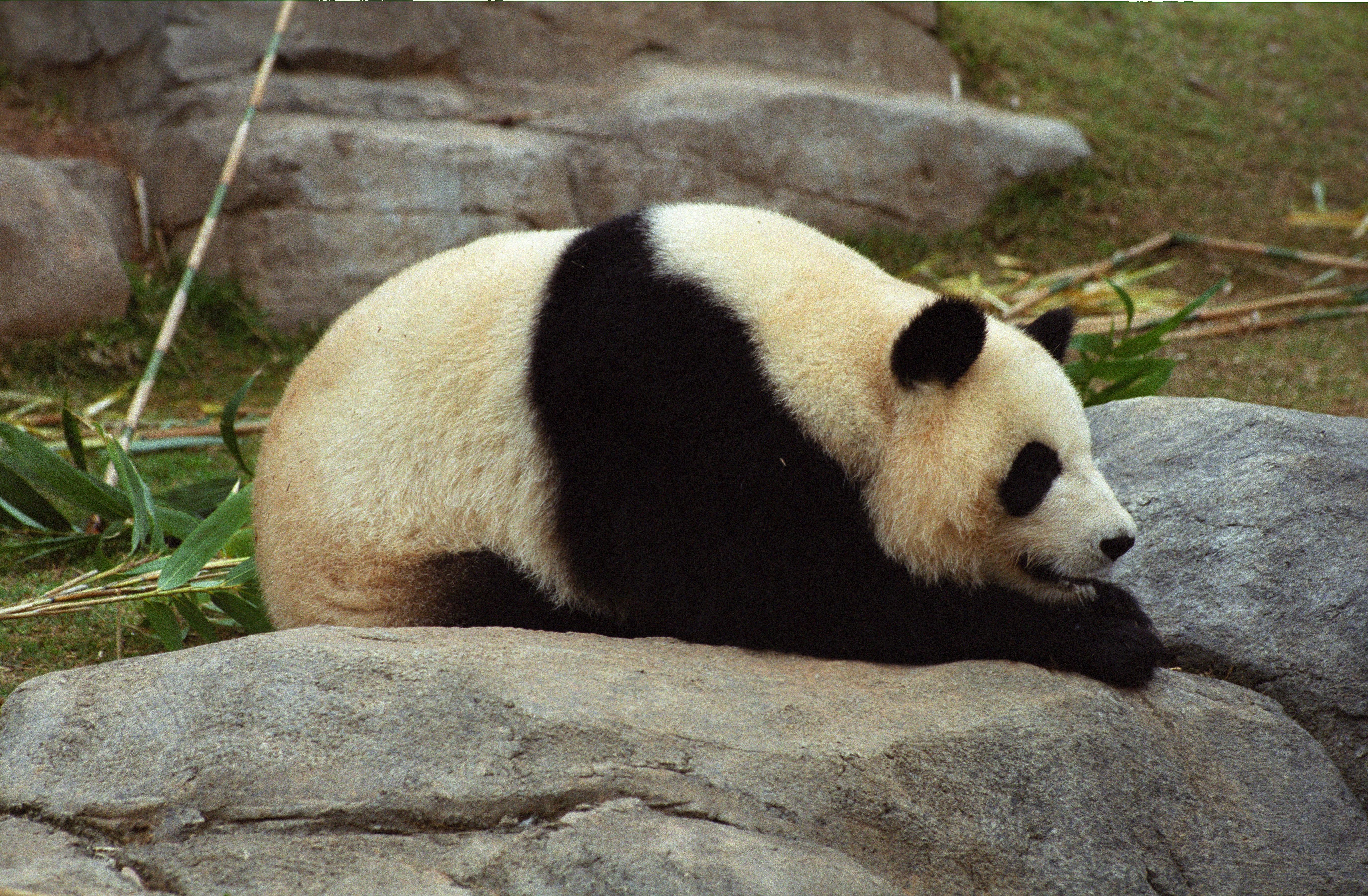 Zoo Atlanta