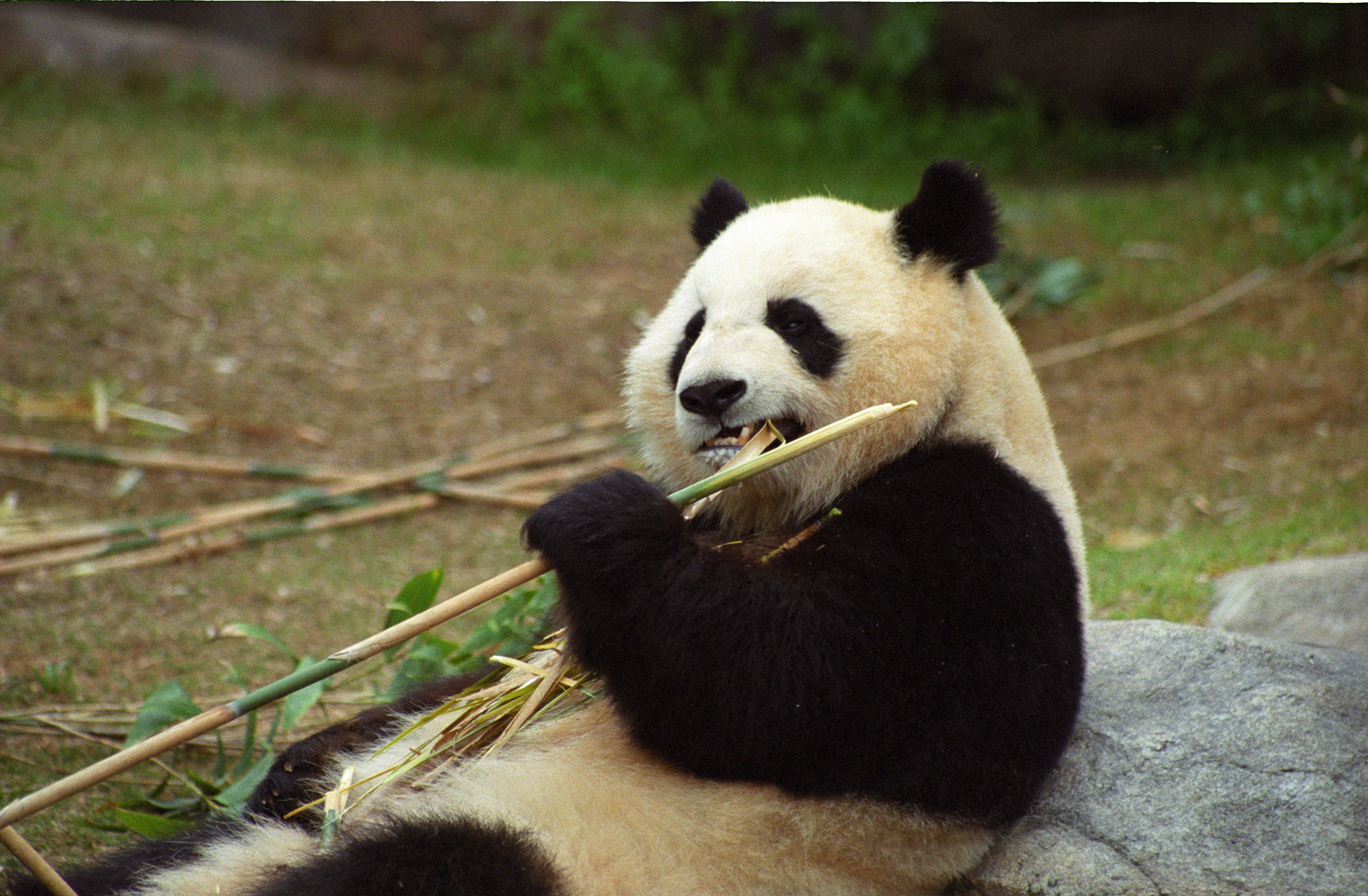 Zoo Atlanta