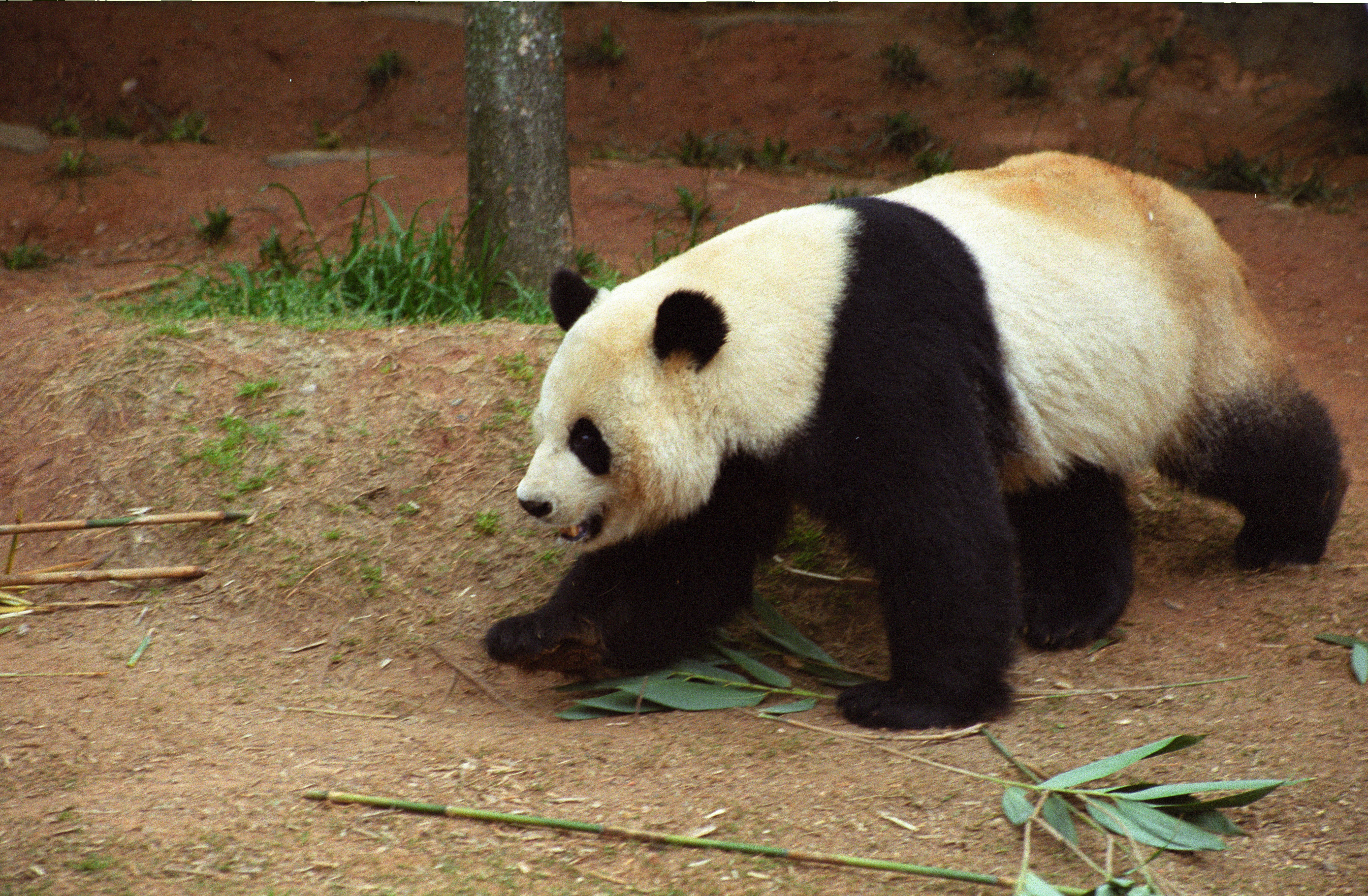 Zoo Atlanta