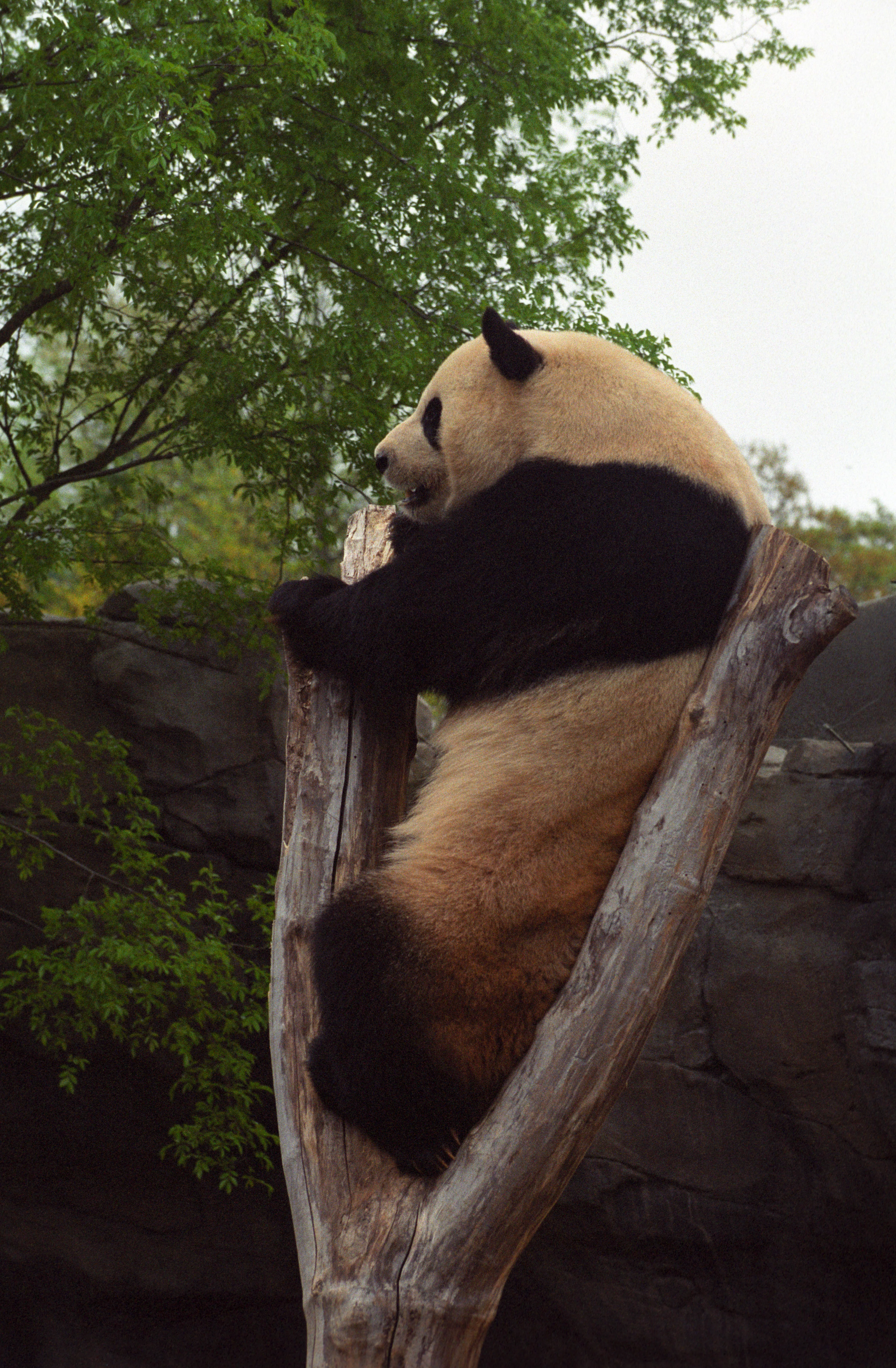 Zoo Atlanta