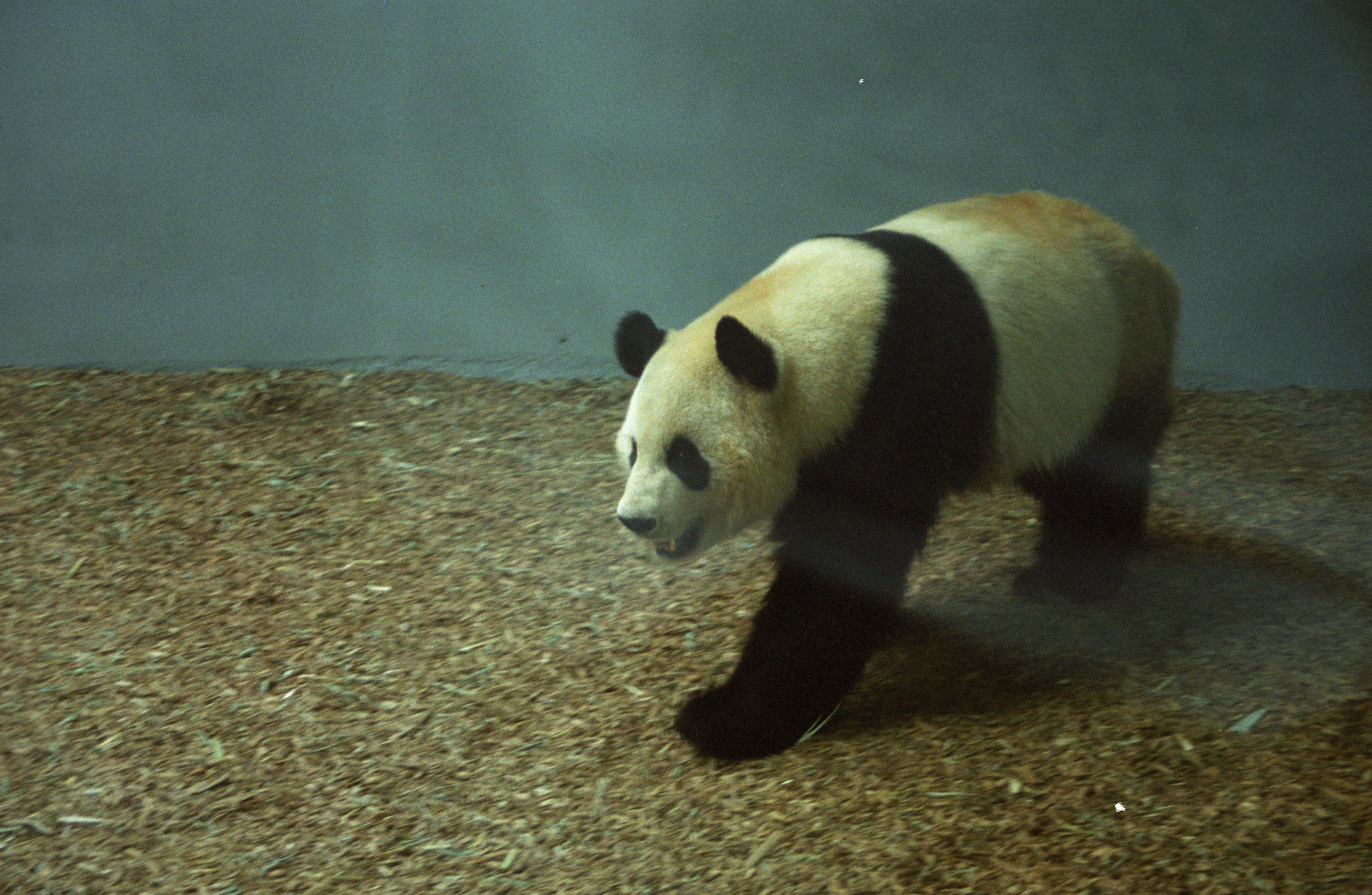 Zoo Atlanta