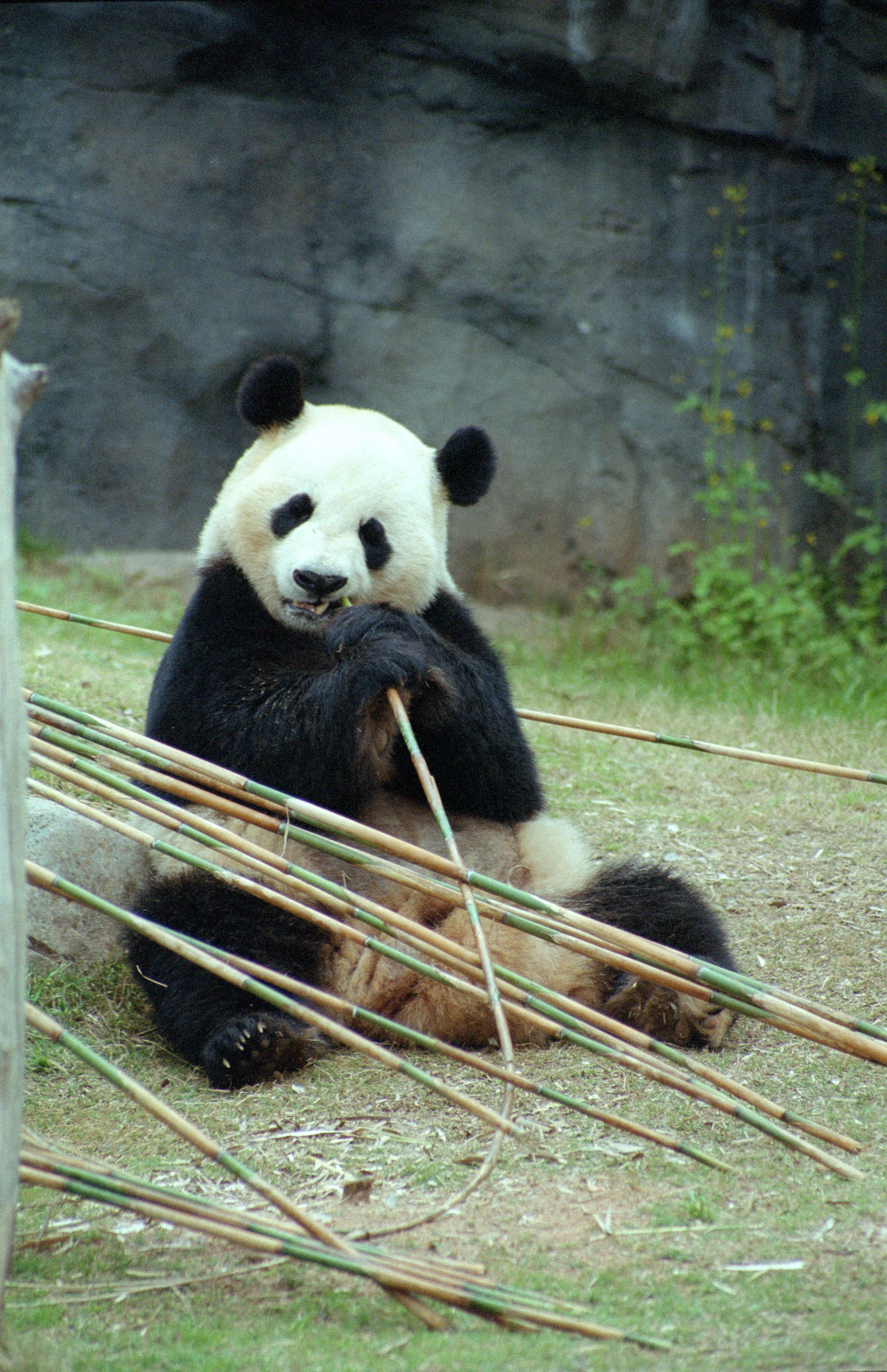 Zoo Atlanta
