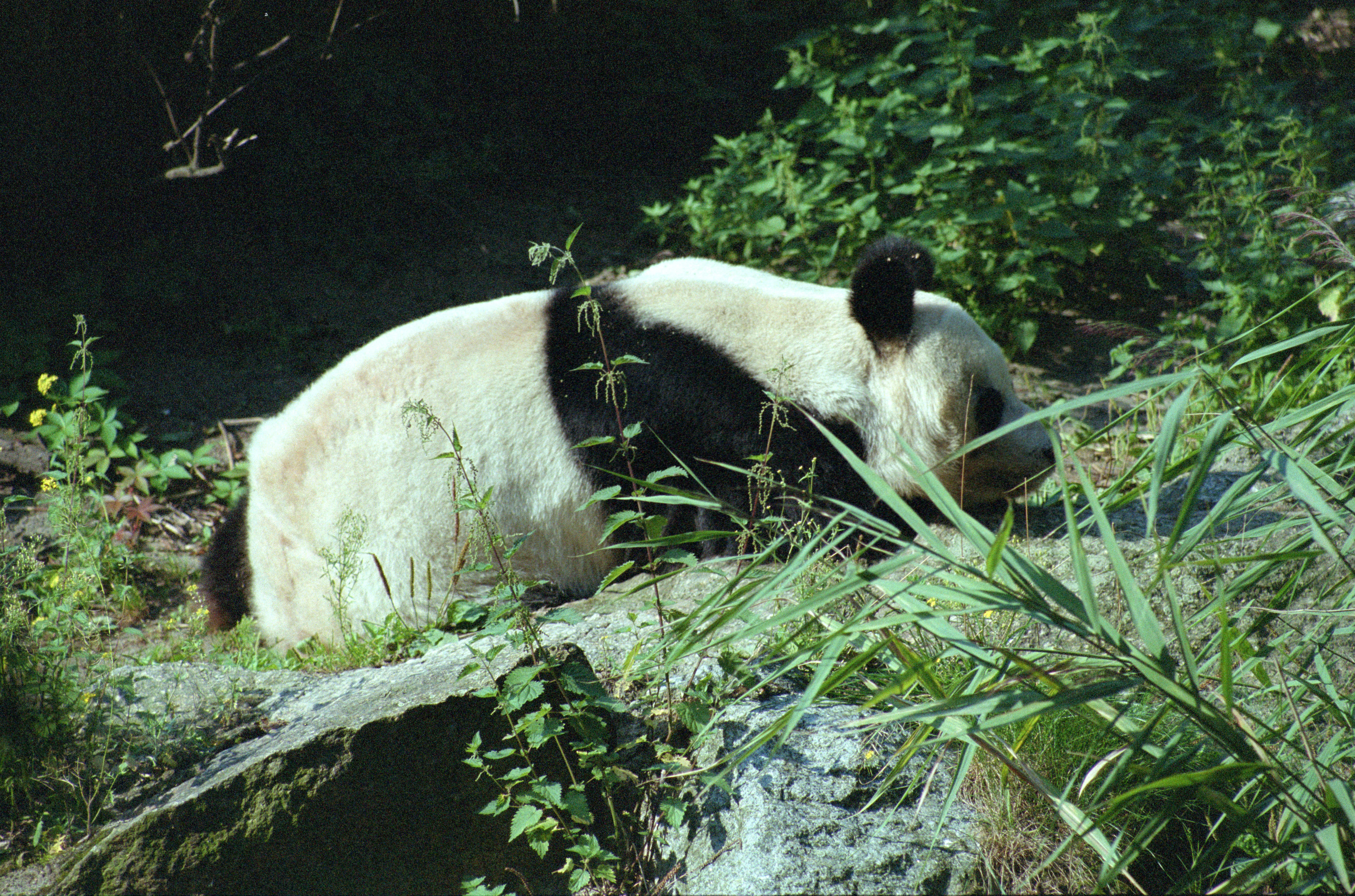 Zoo Berlin