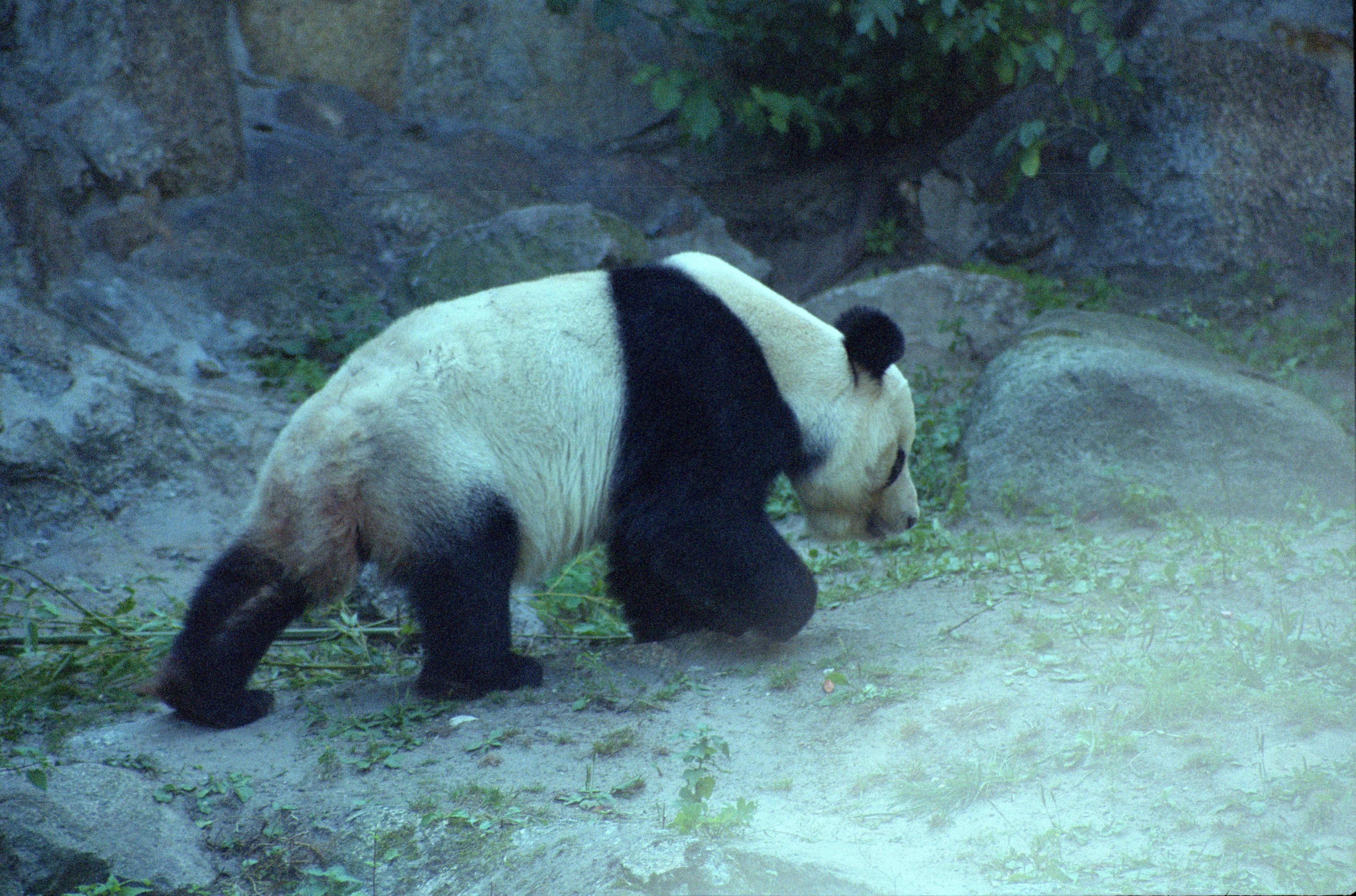 Zoo Berlin