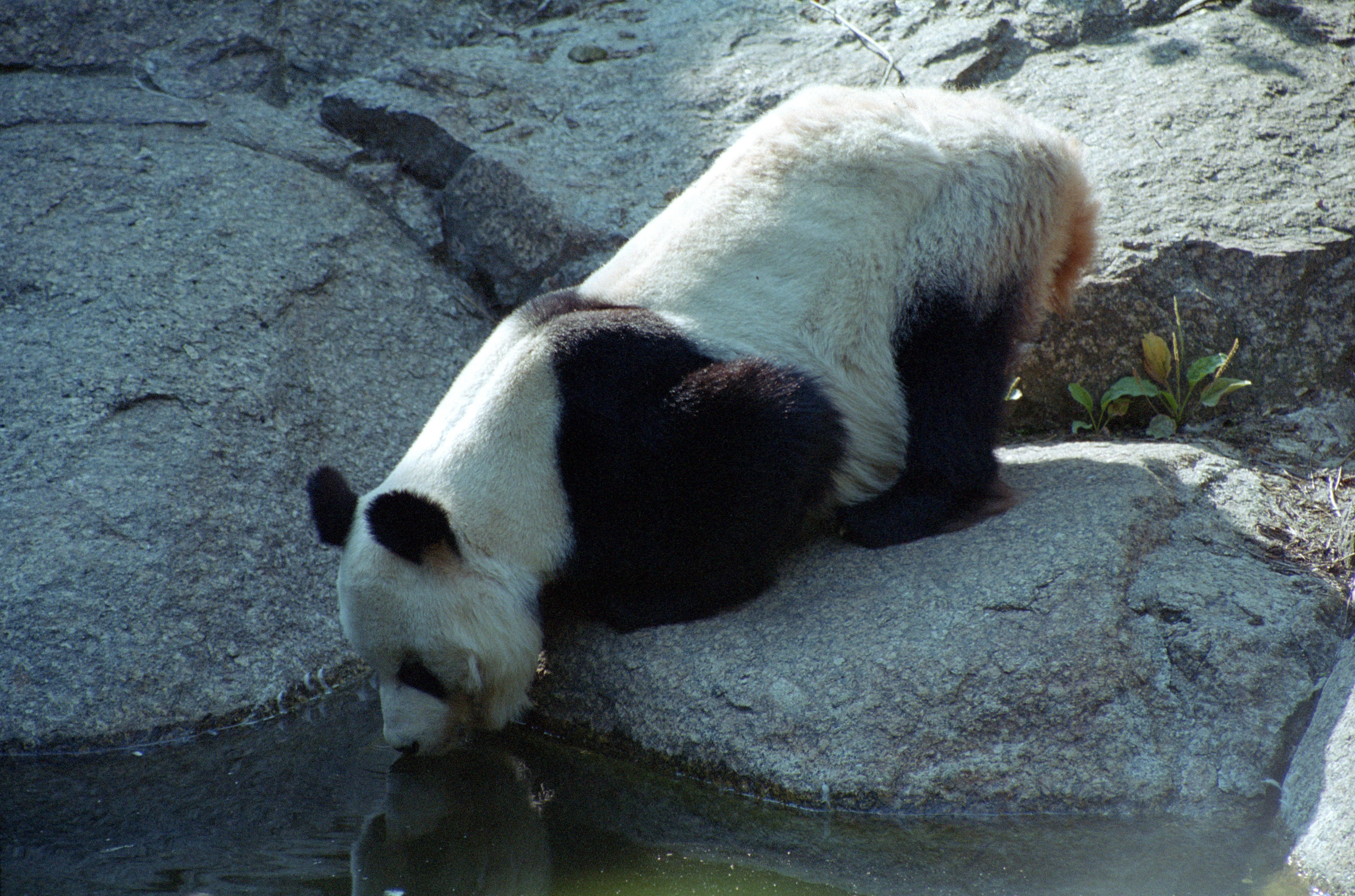 Zoo Berlin
