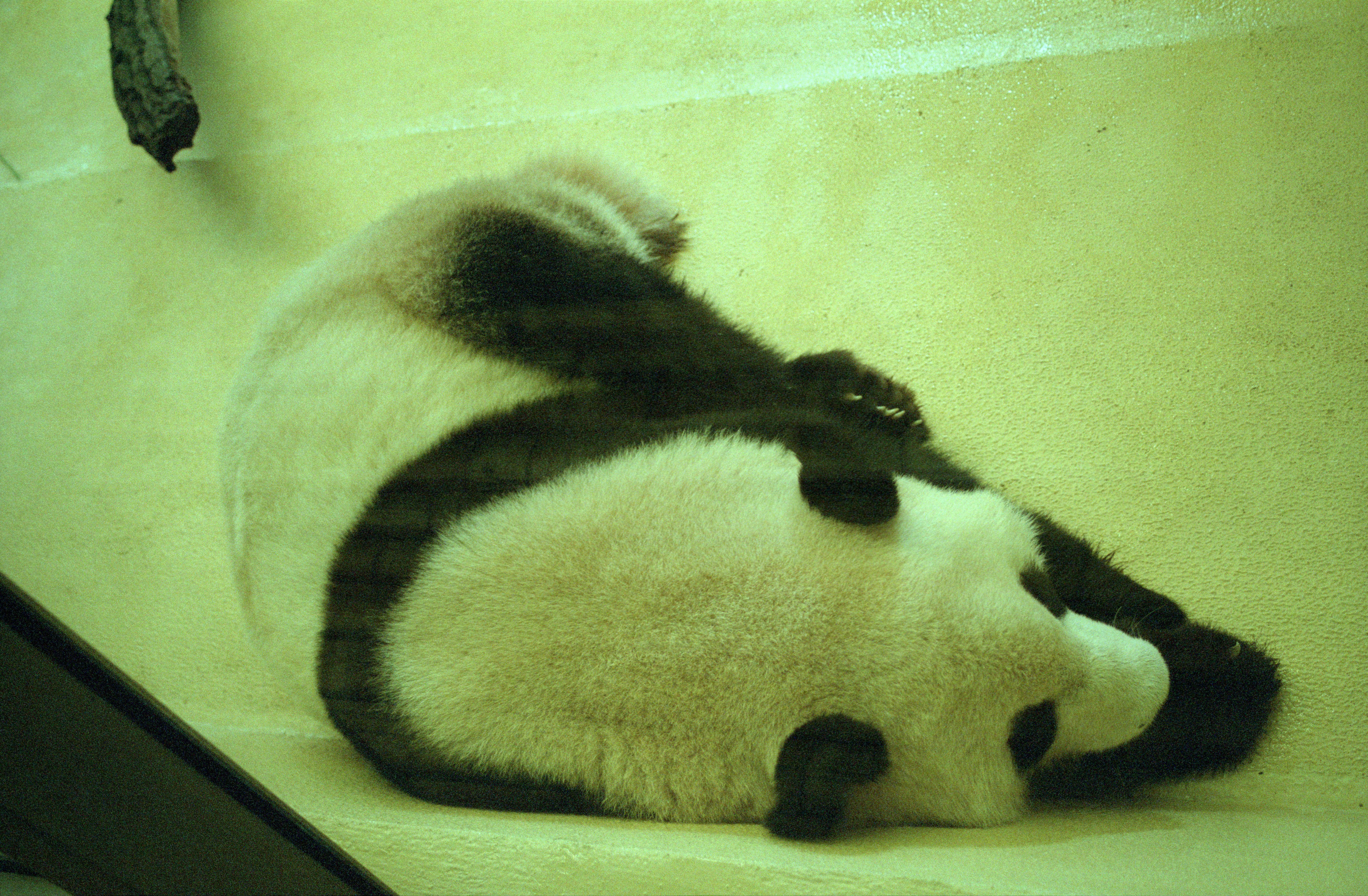 Tiergarten Schönbrunn