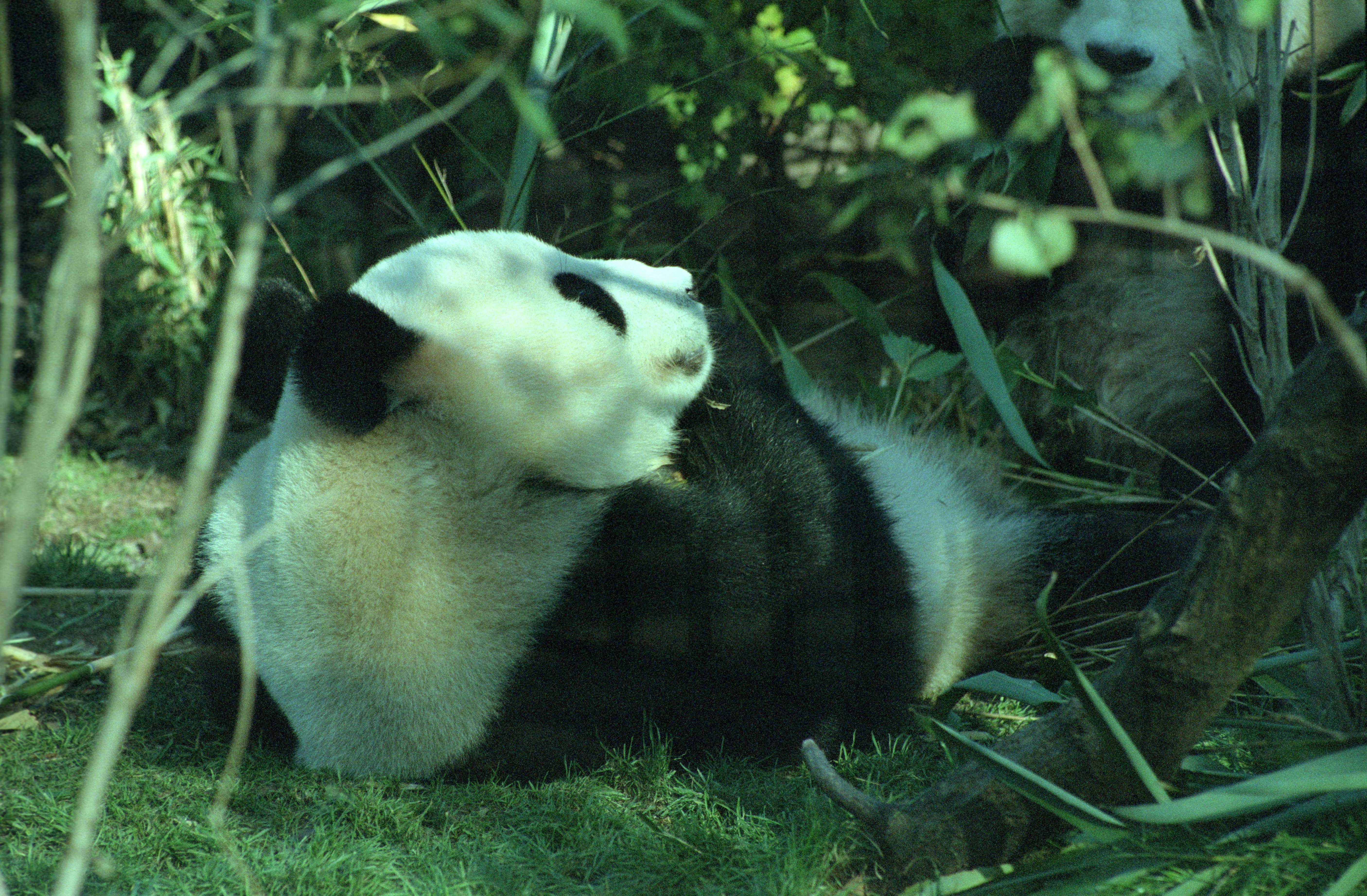 Tiergarten Schönbrunn