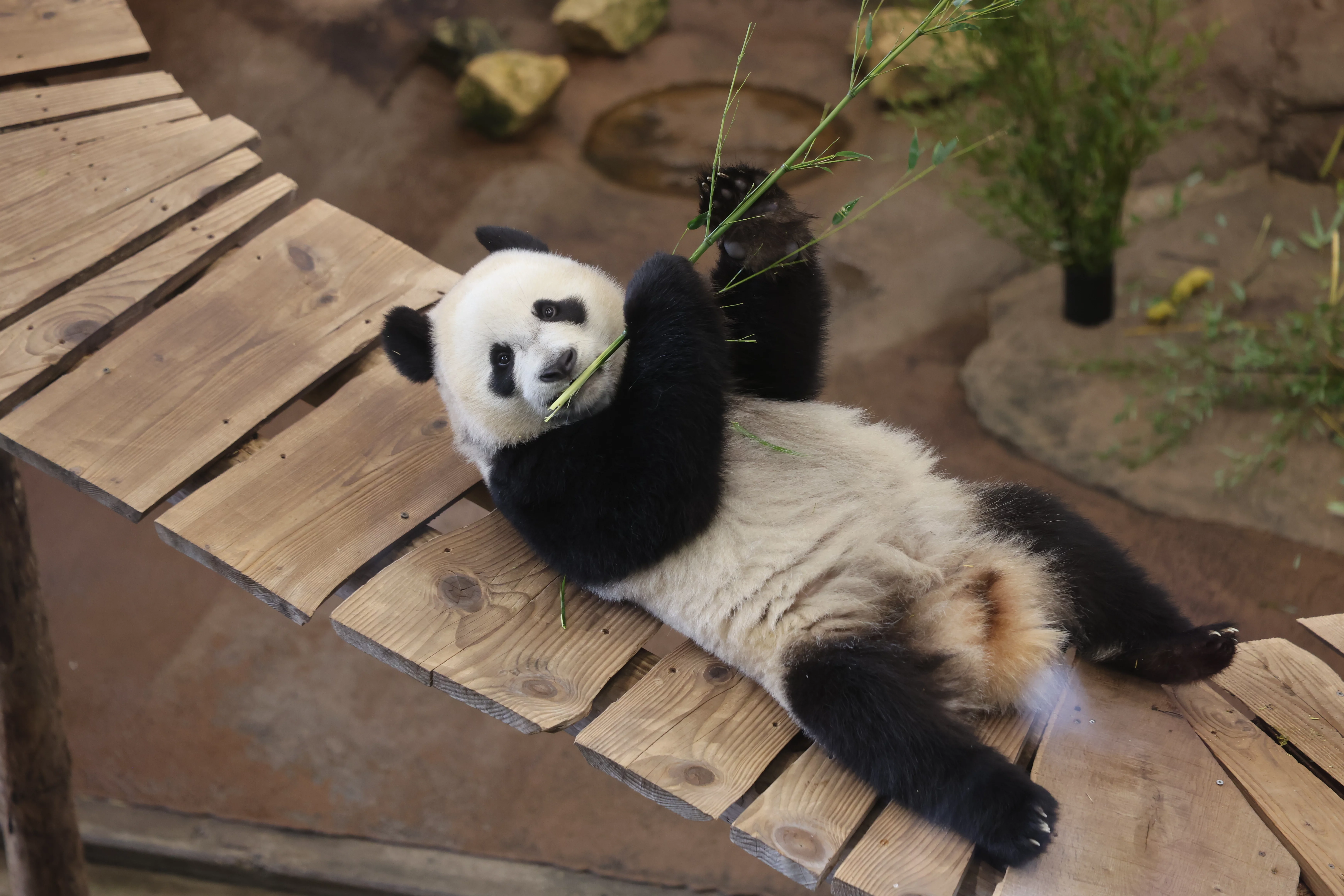 Ouwehands Dierenpark Rhenen