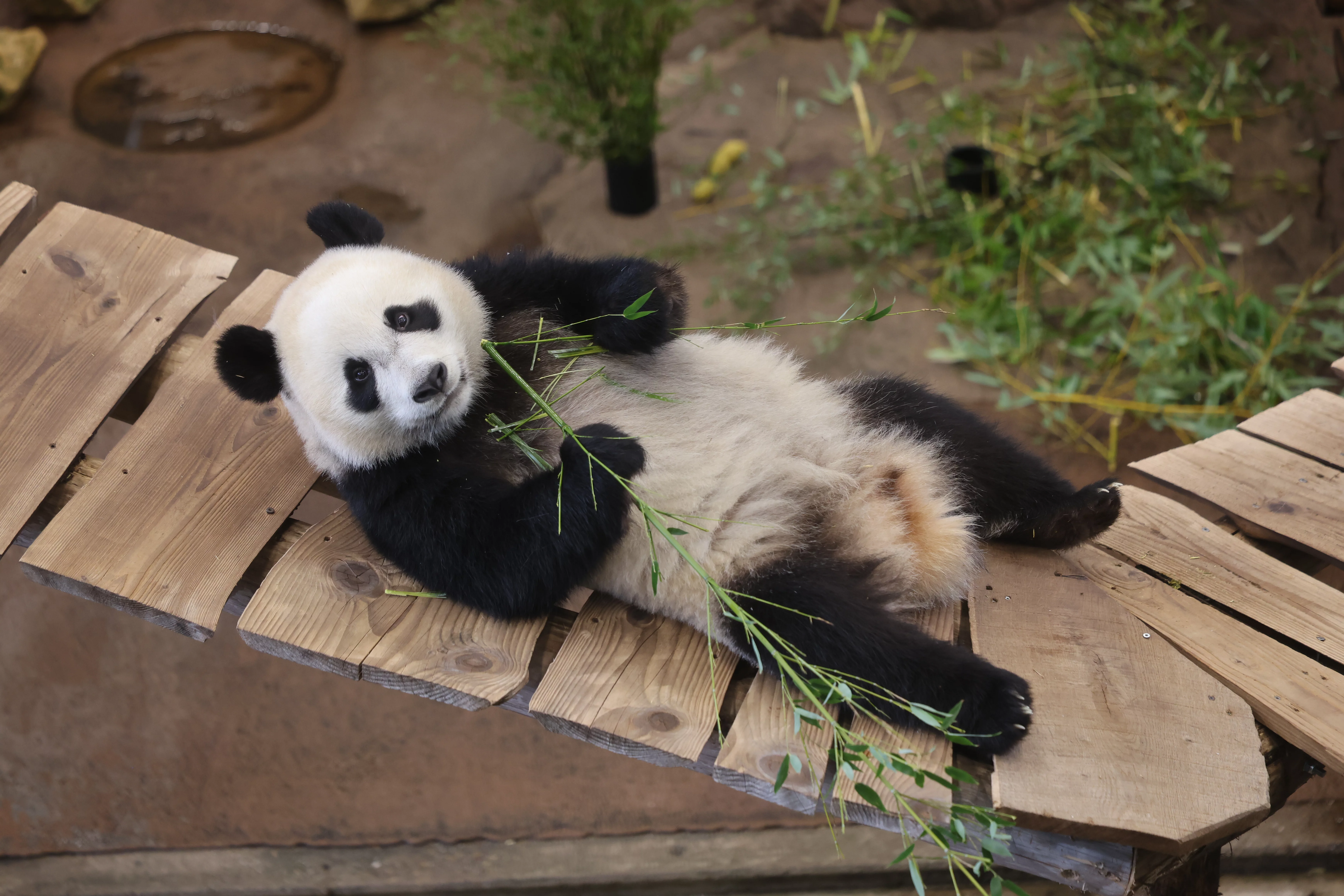 Ouwehands Dierenpark Rhenen