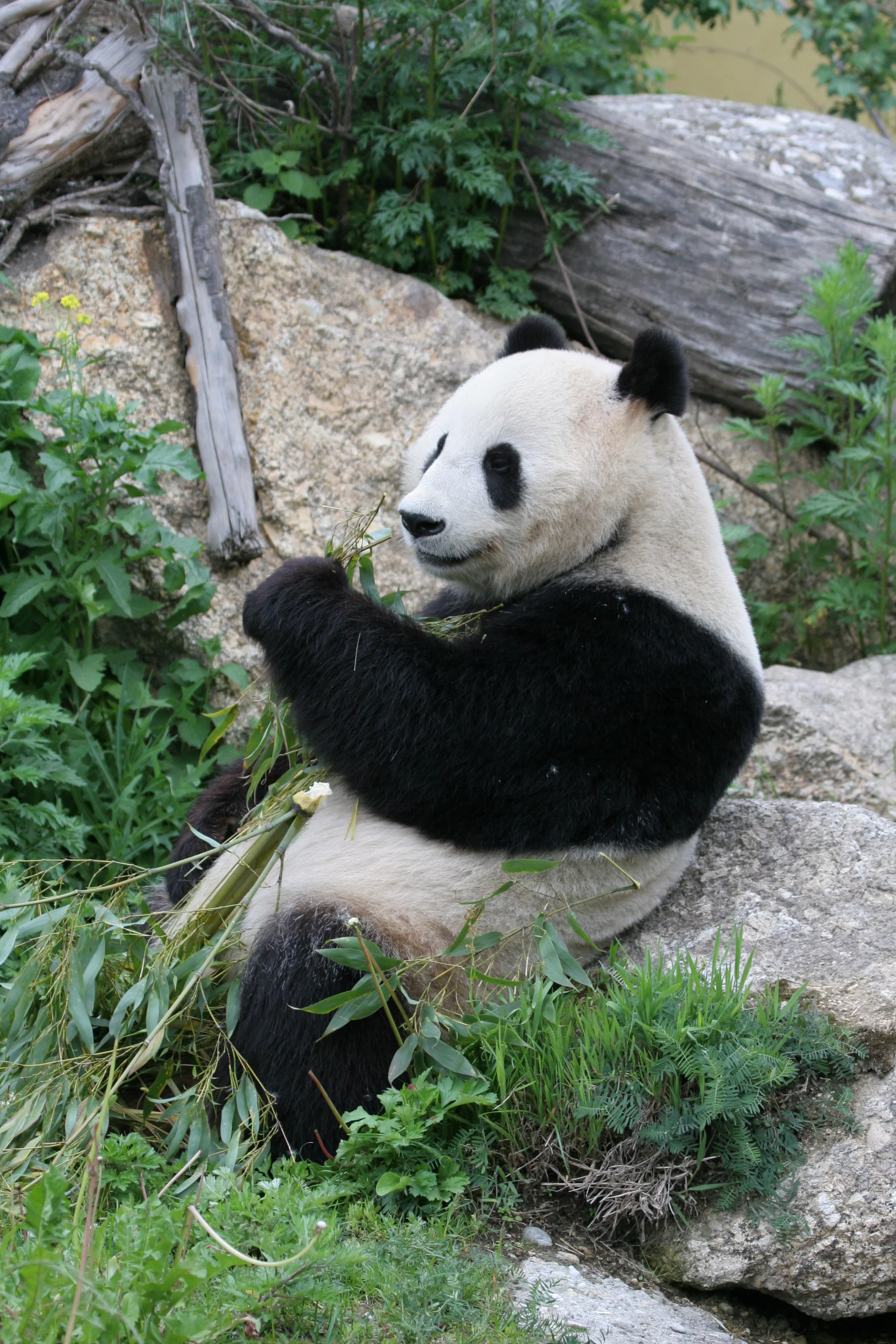 Tiergarten Schönbrunn