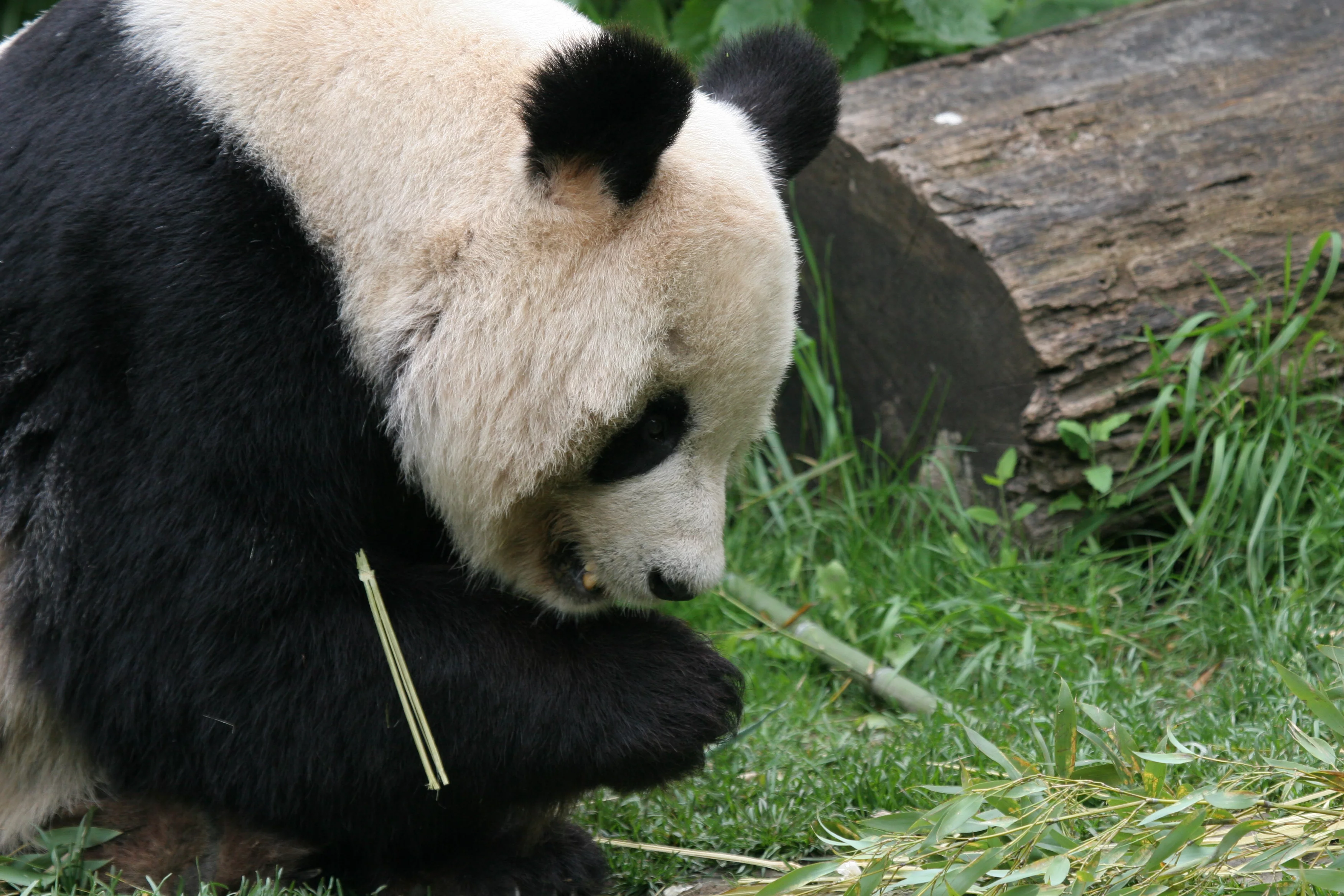 Tiergarten Schönbrunn