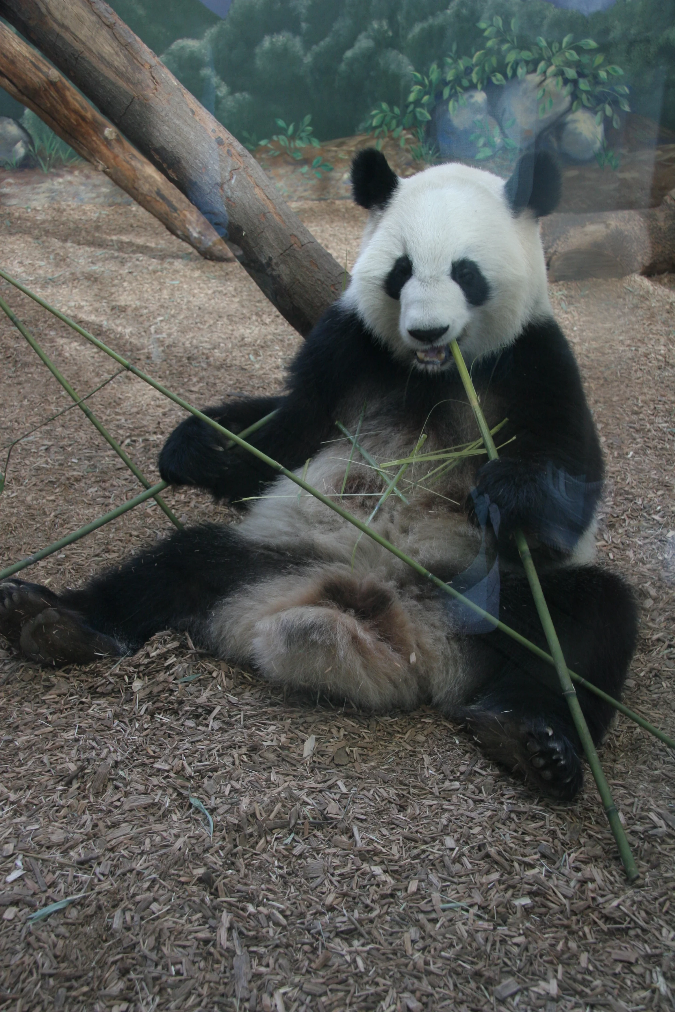 Zoo Atlanta