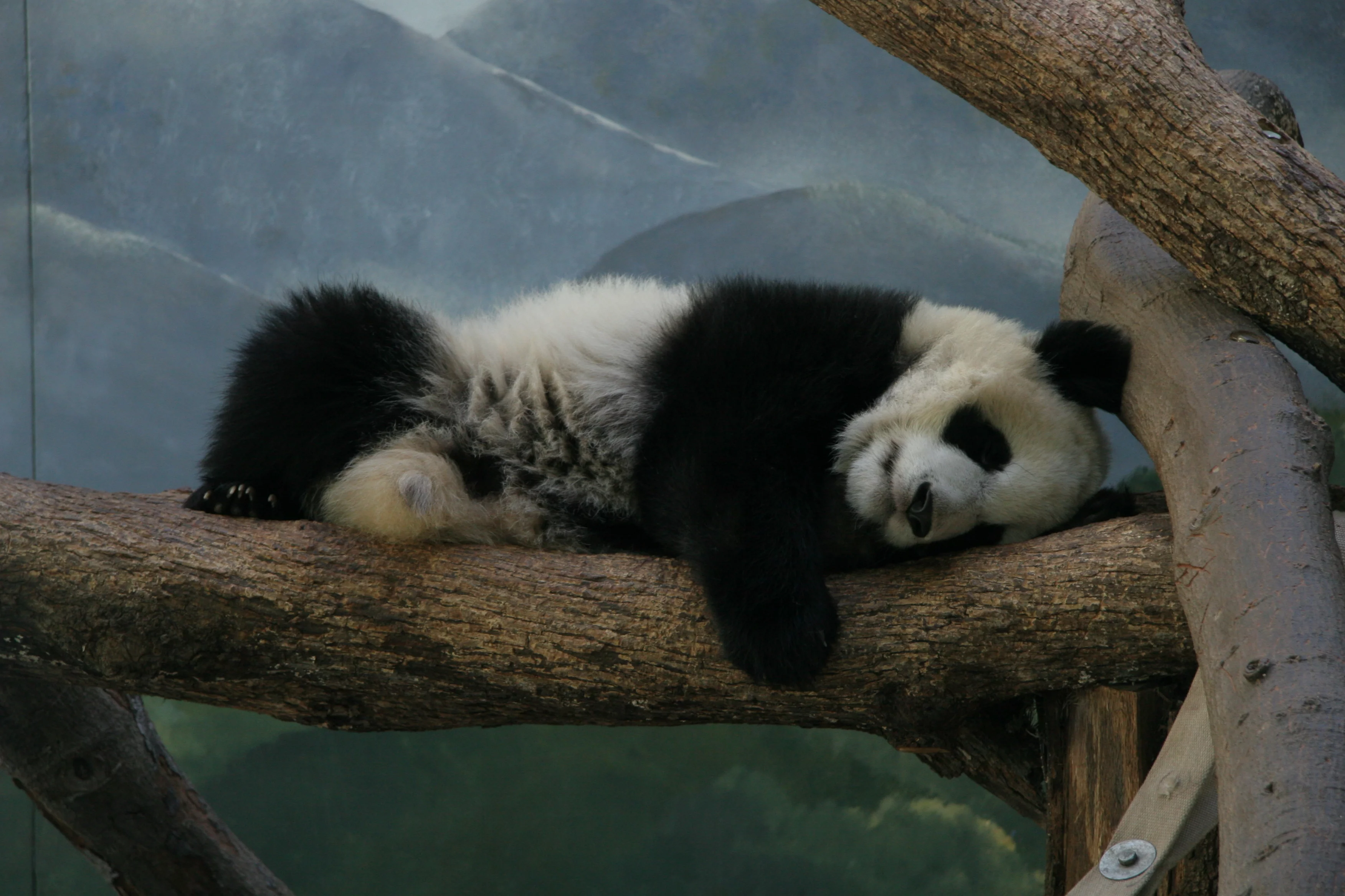 Zoo Atlanta