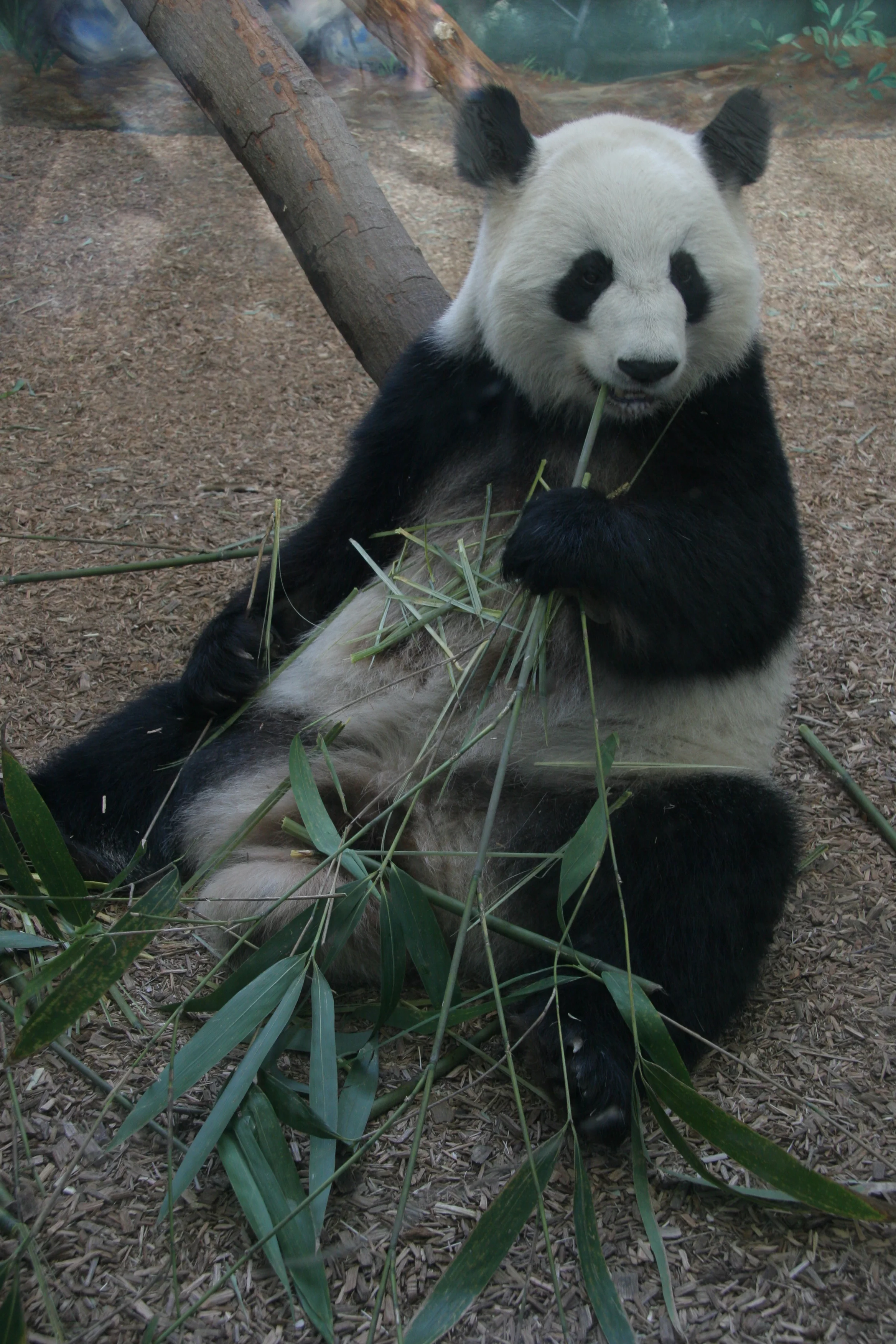 Zoo Atlanta