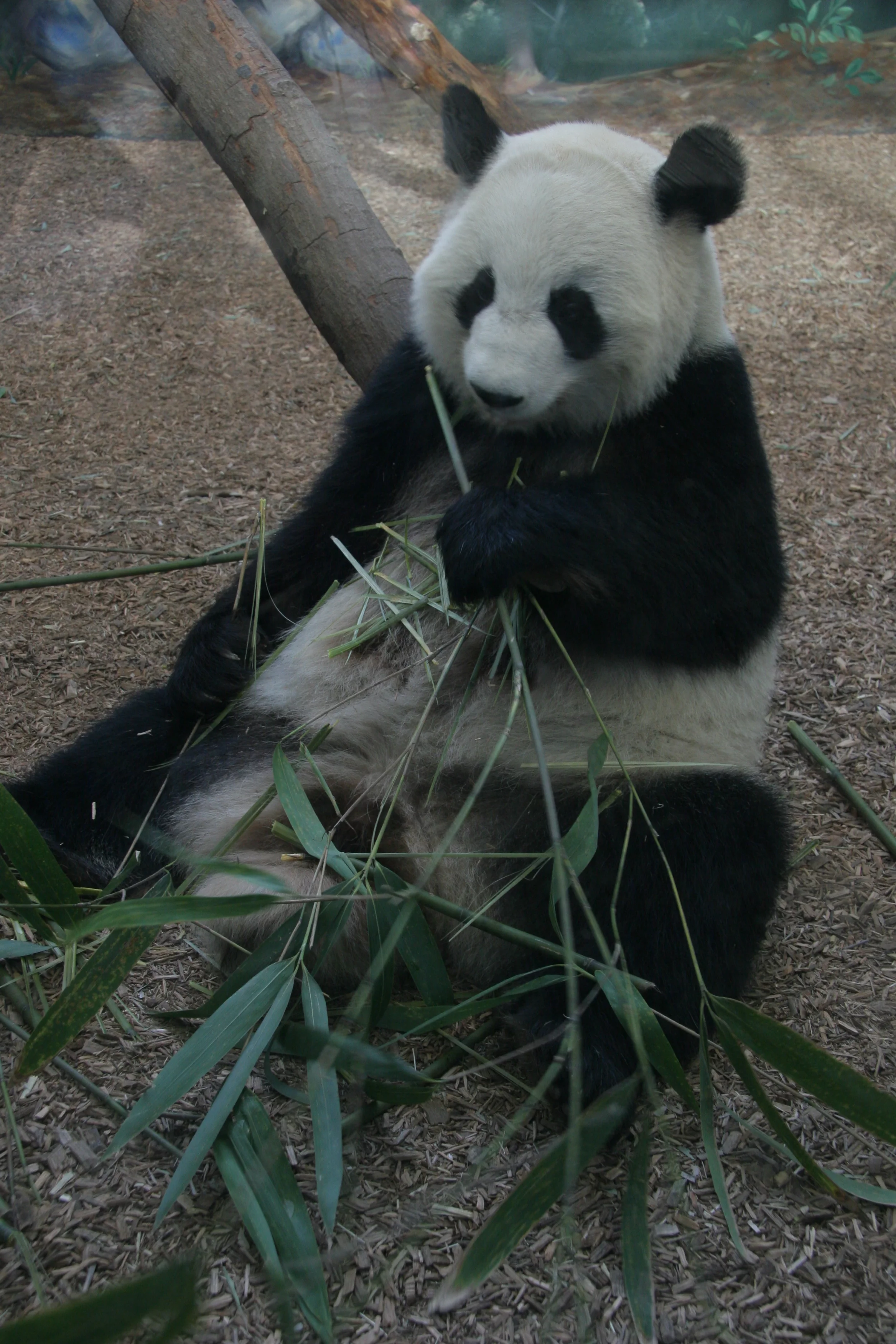 Zoo Atlanta
