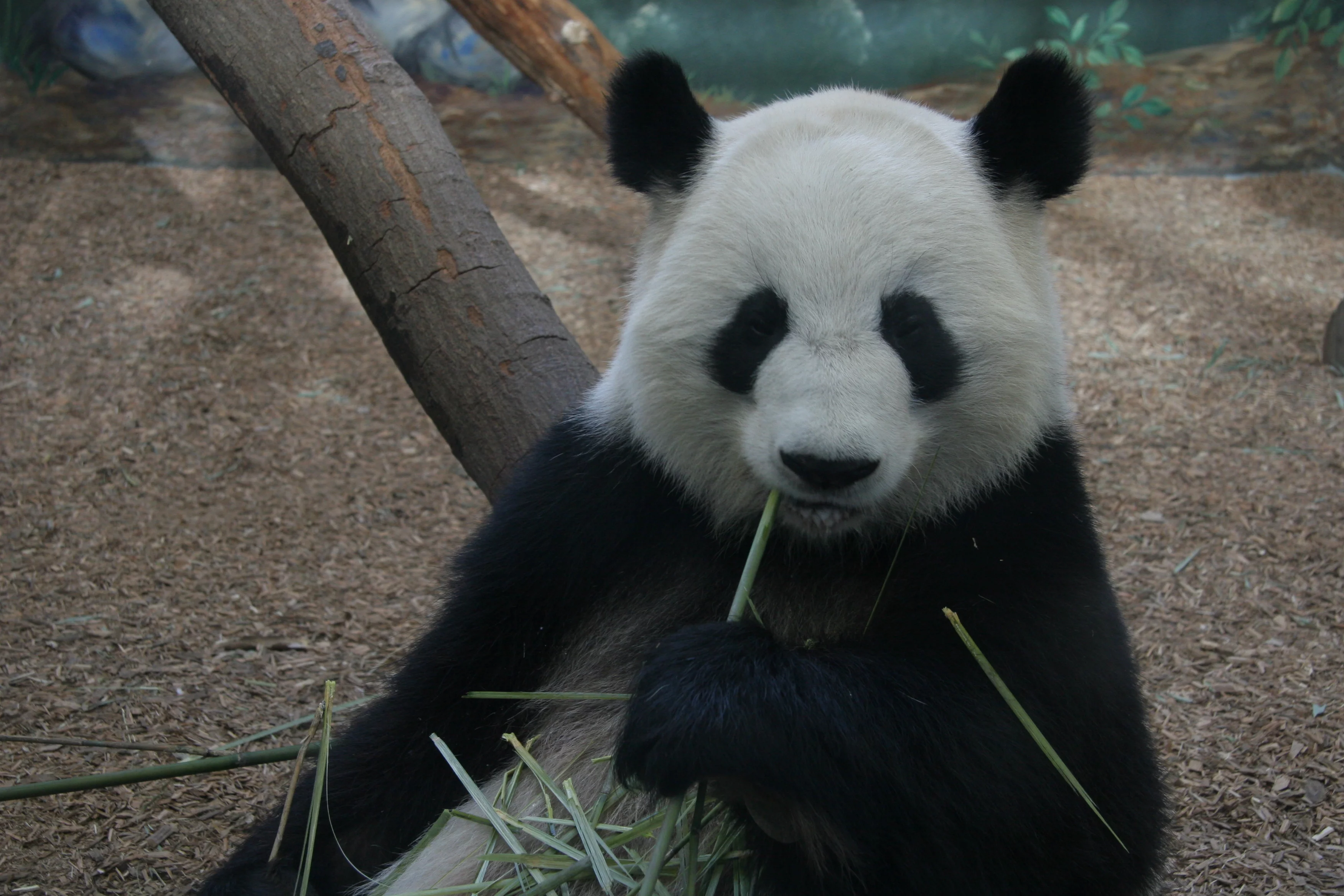 Zoo Atlanta