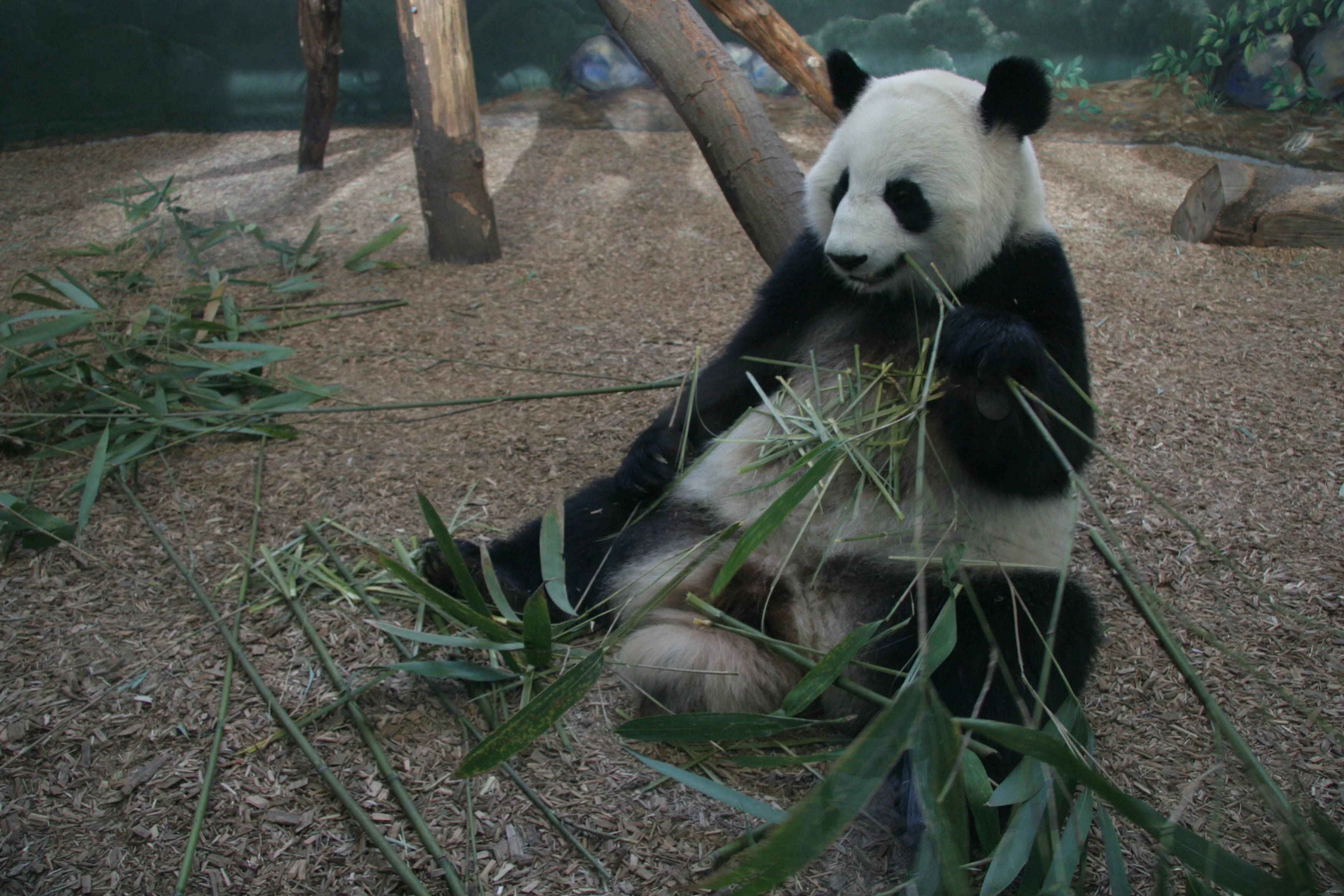 Zoo Atlanta
