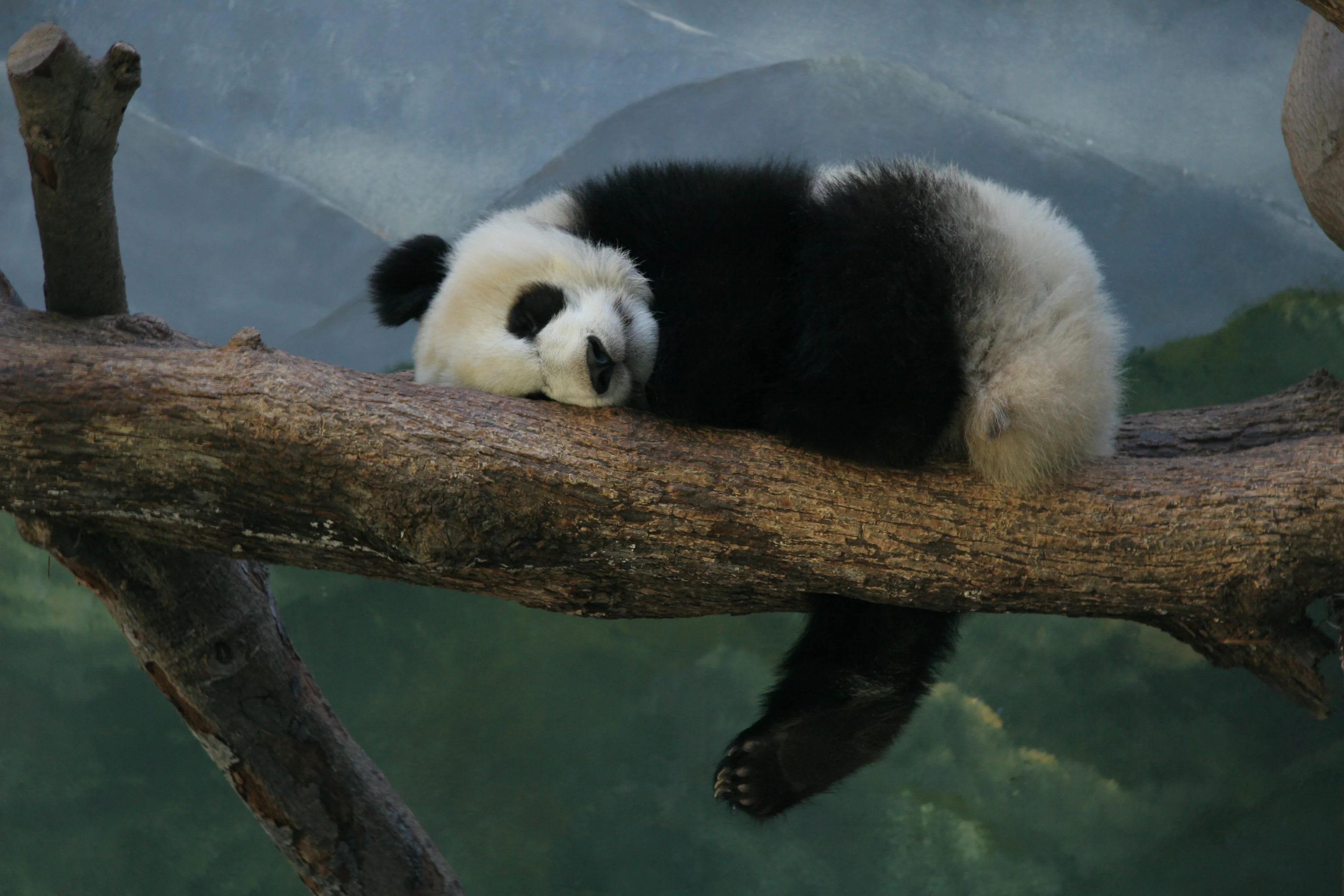 Zoo Atlanta