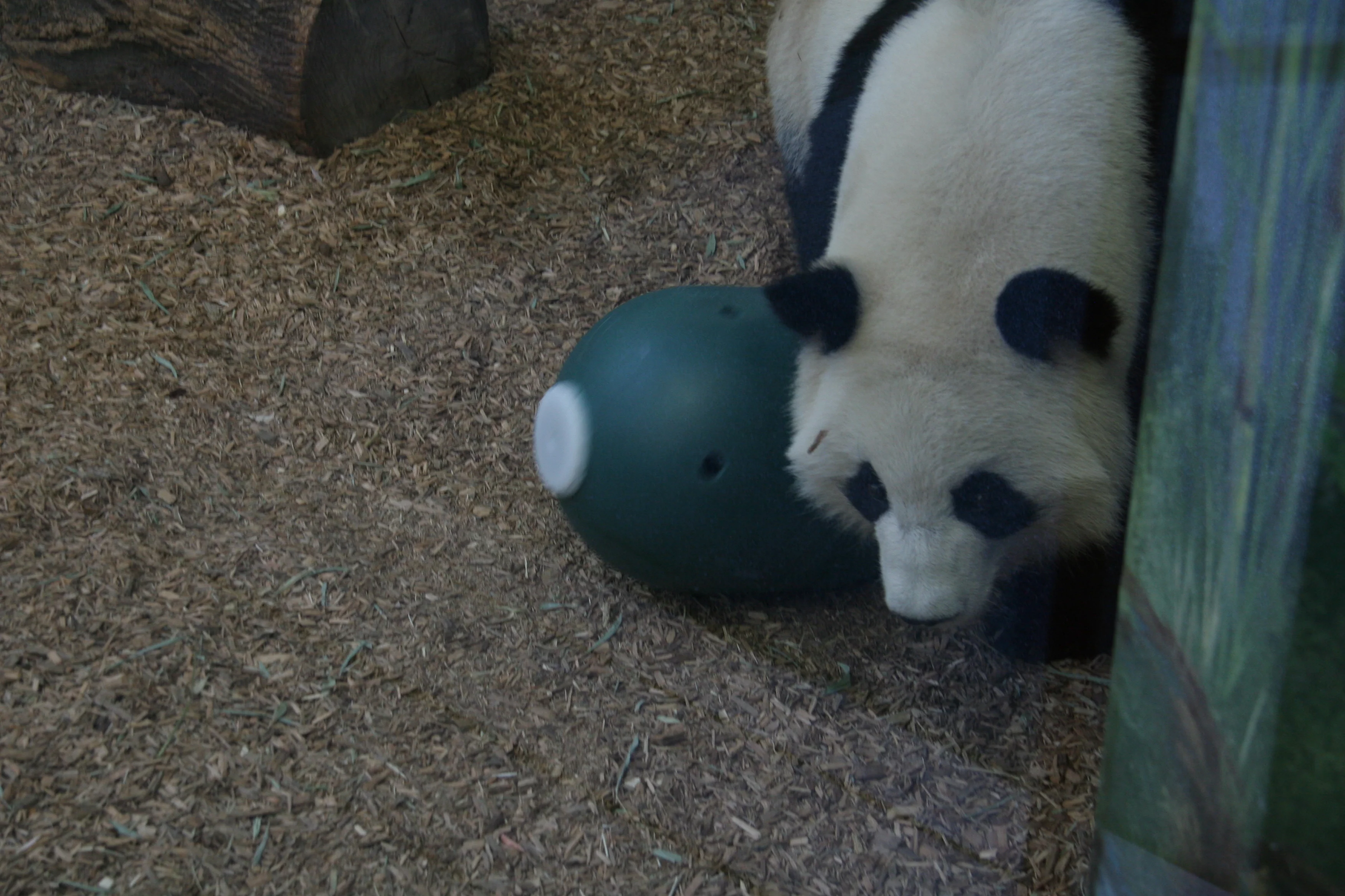 Zoo Atlanta