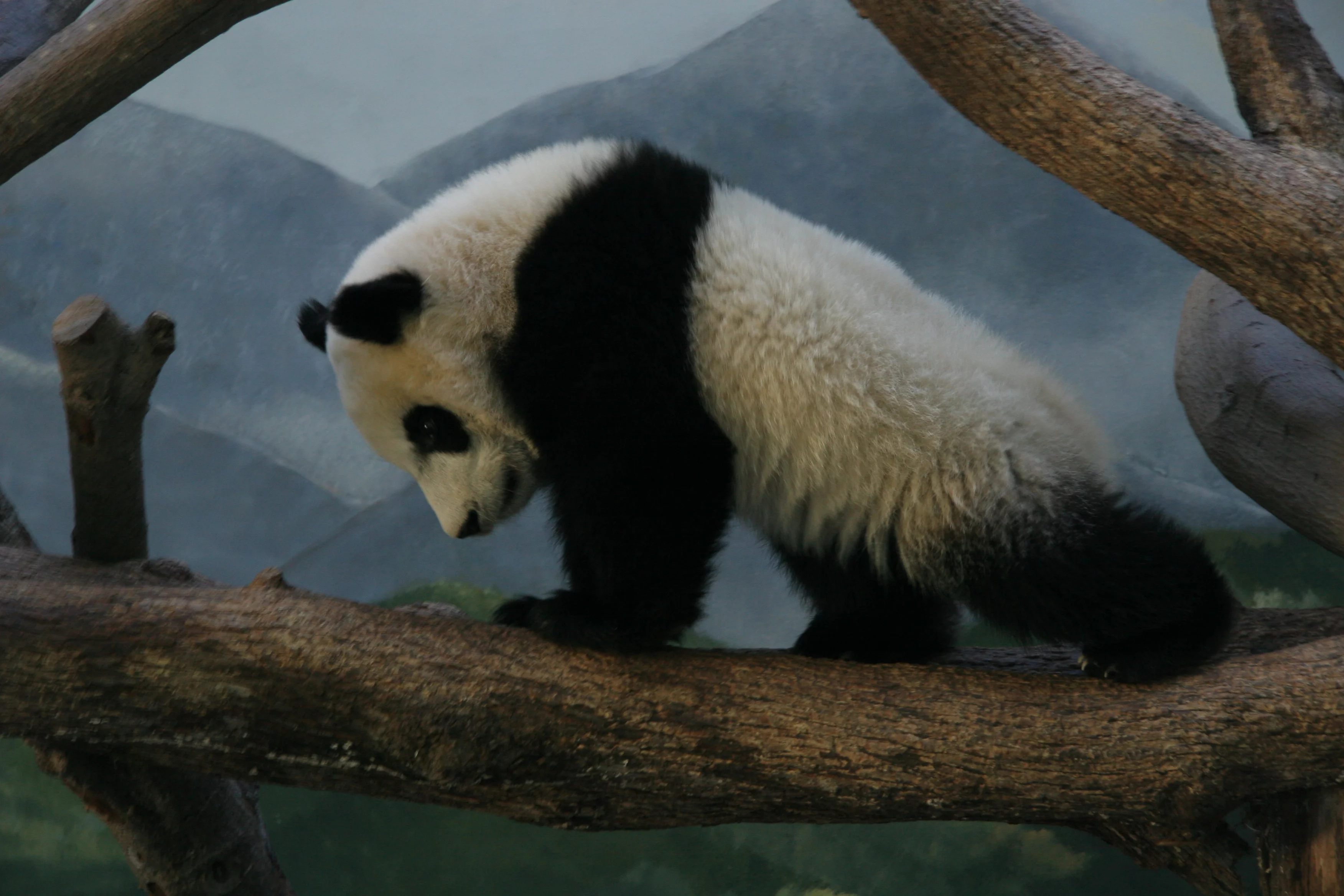 Zoo Atlanta