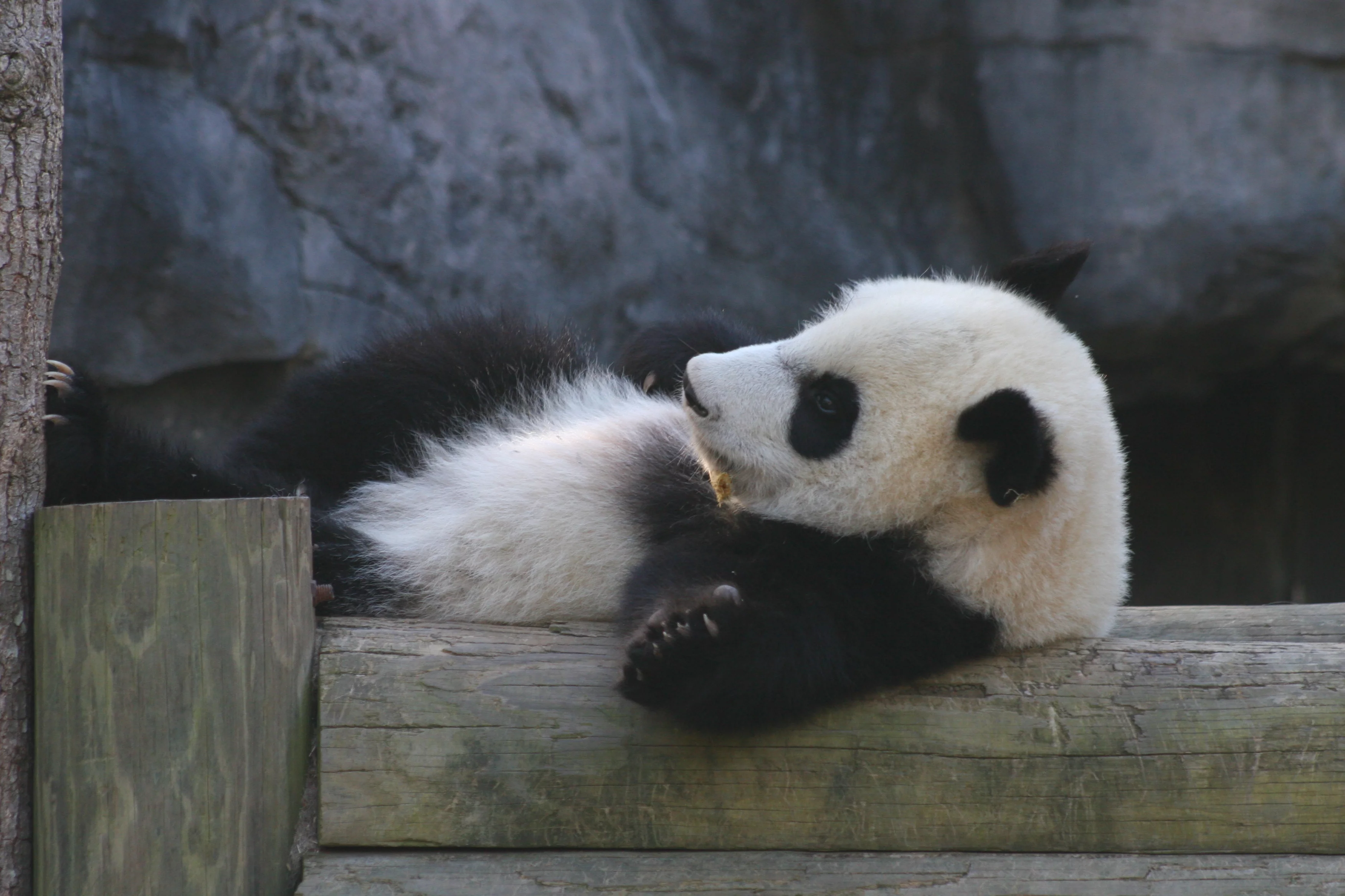 Zoo Atlanta