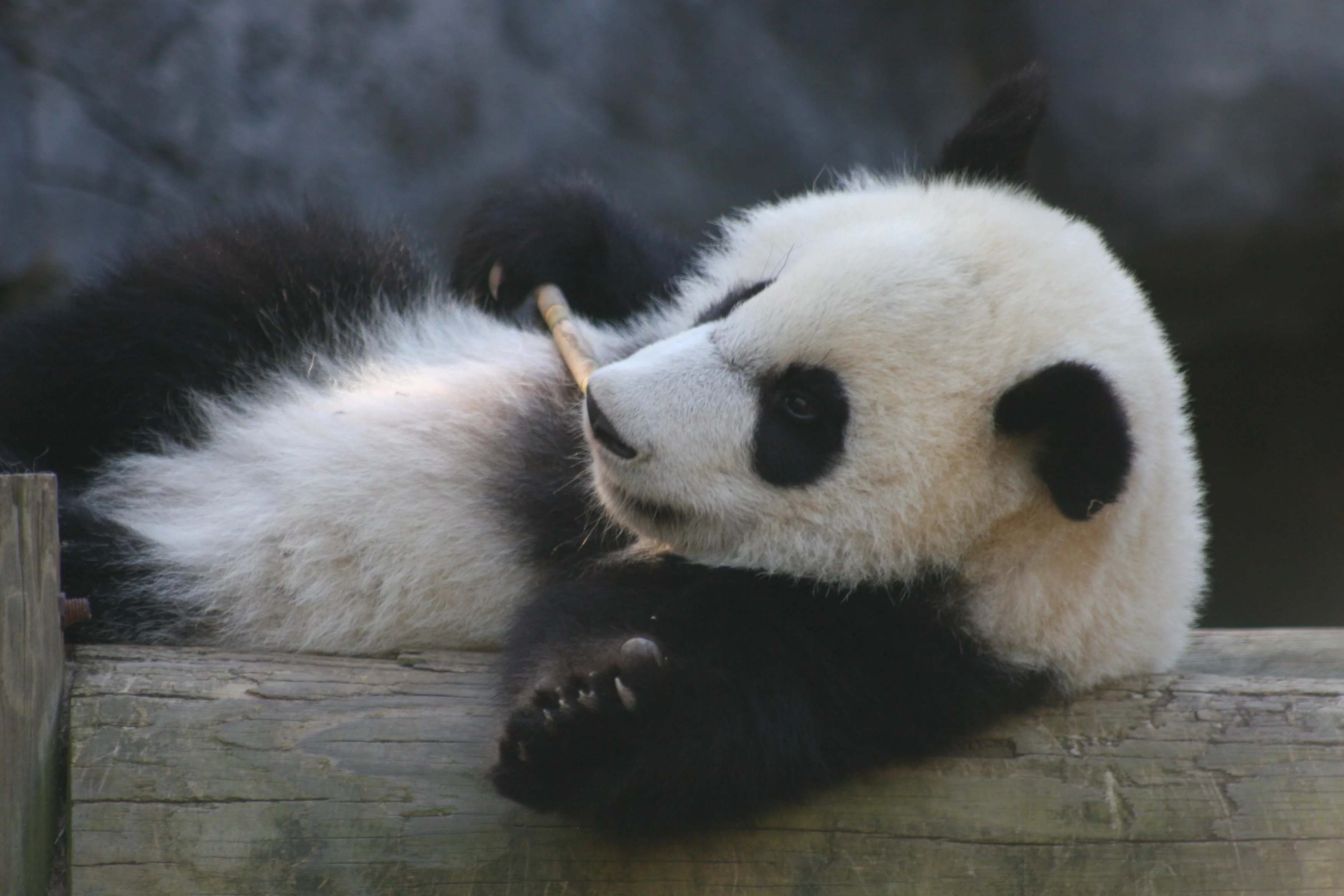 Zoo Atlanta