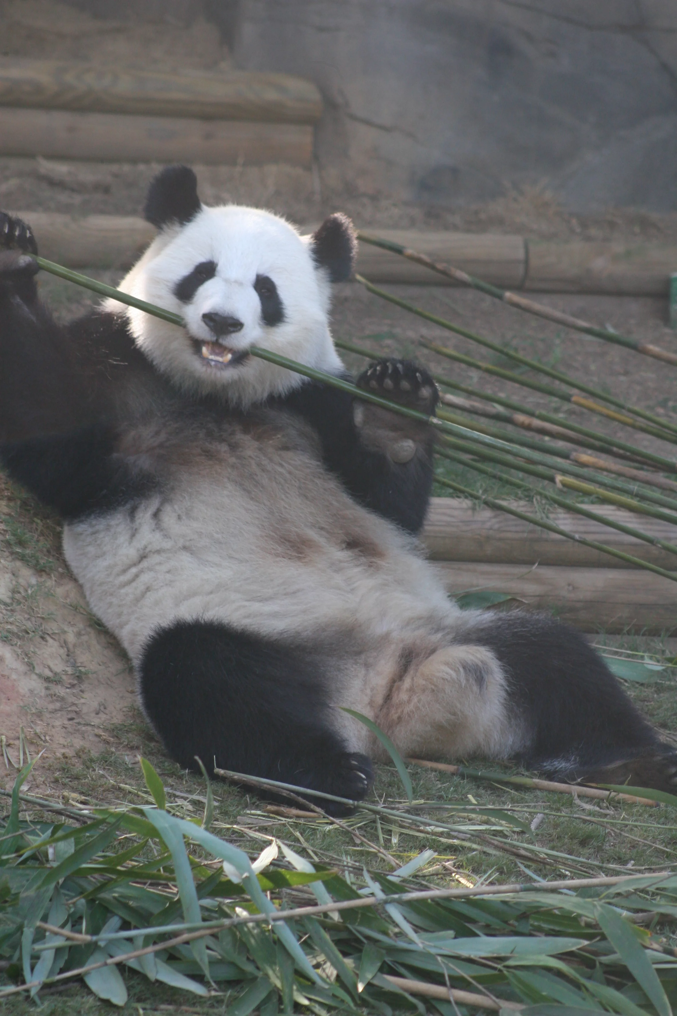 Zoo Atlanta