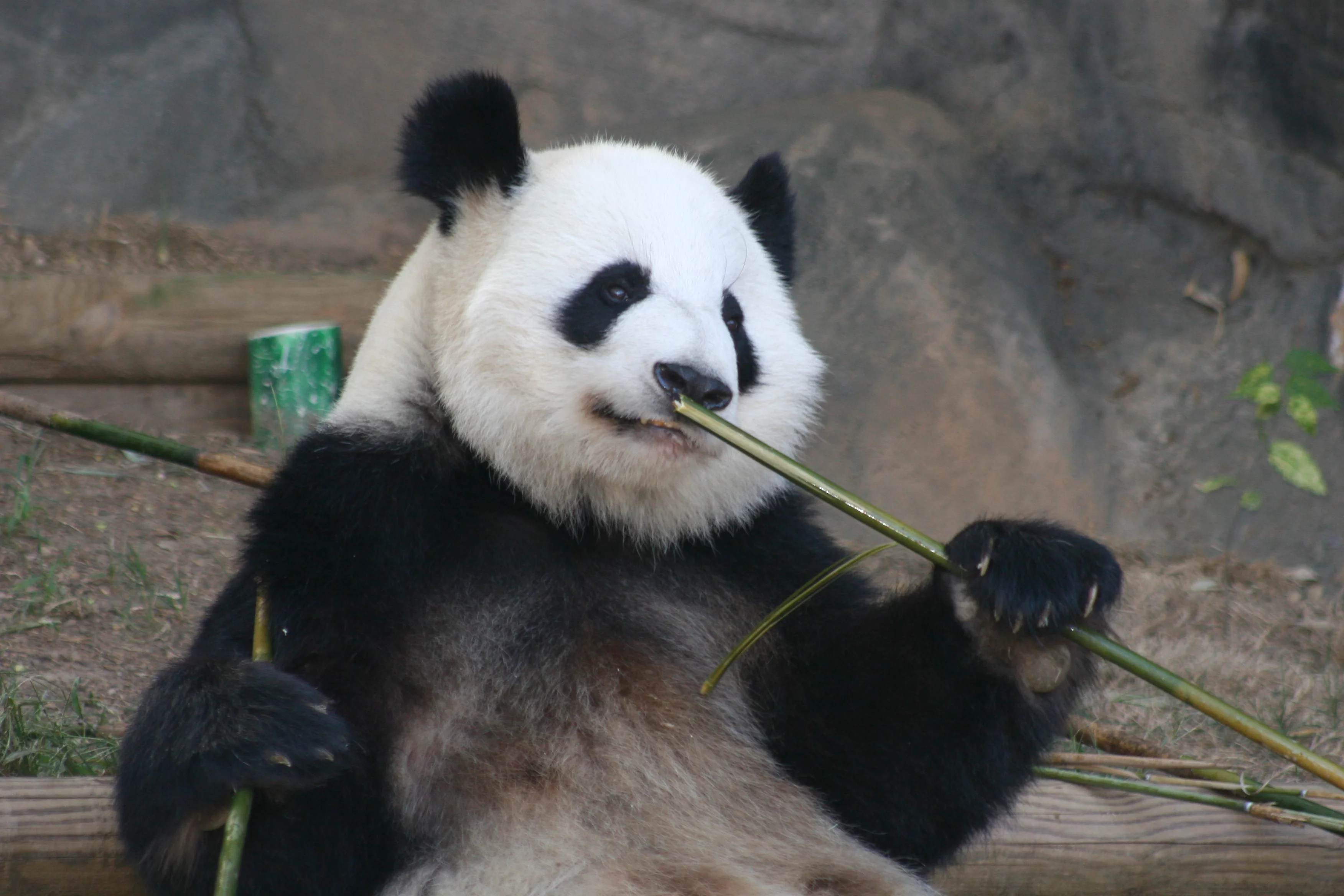 Zoo Atlanta