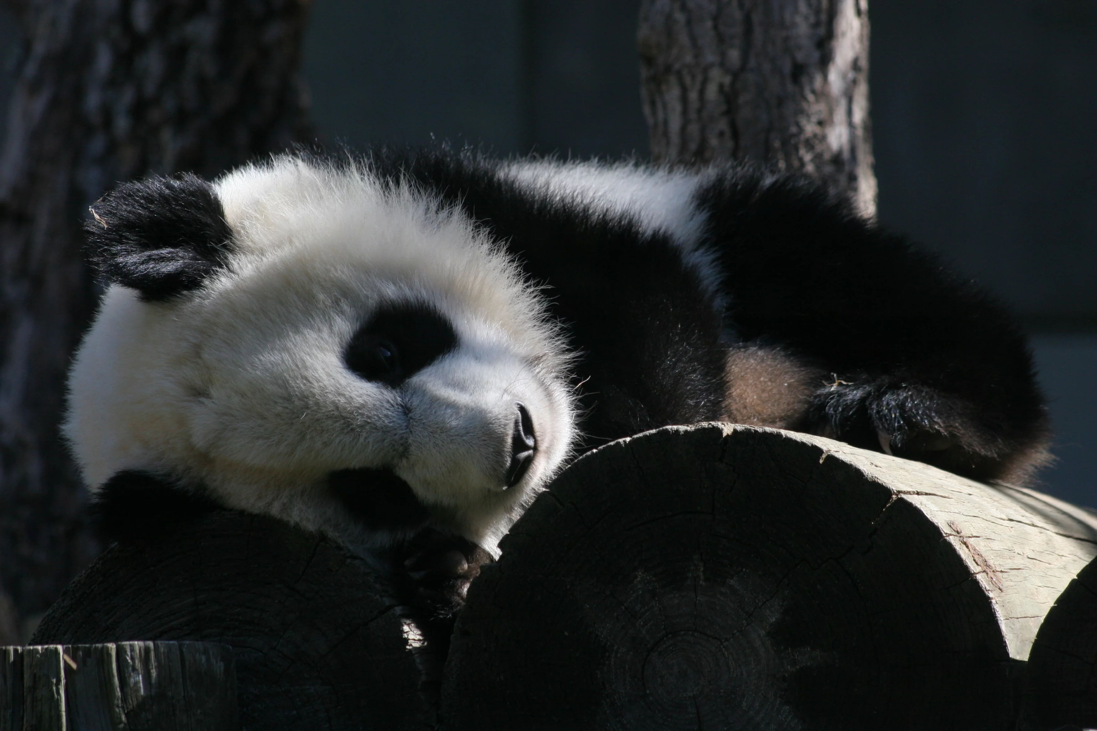 Zoo Atlanta