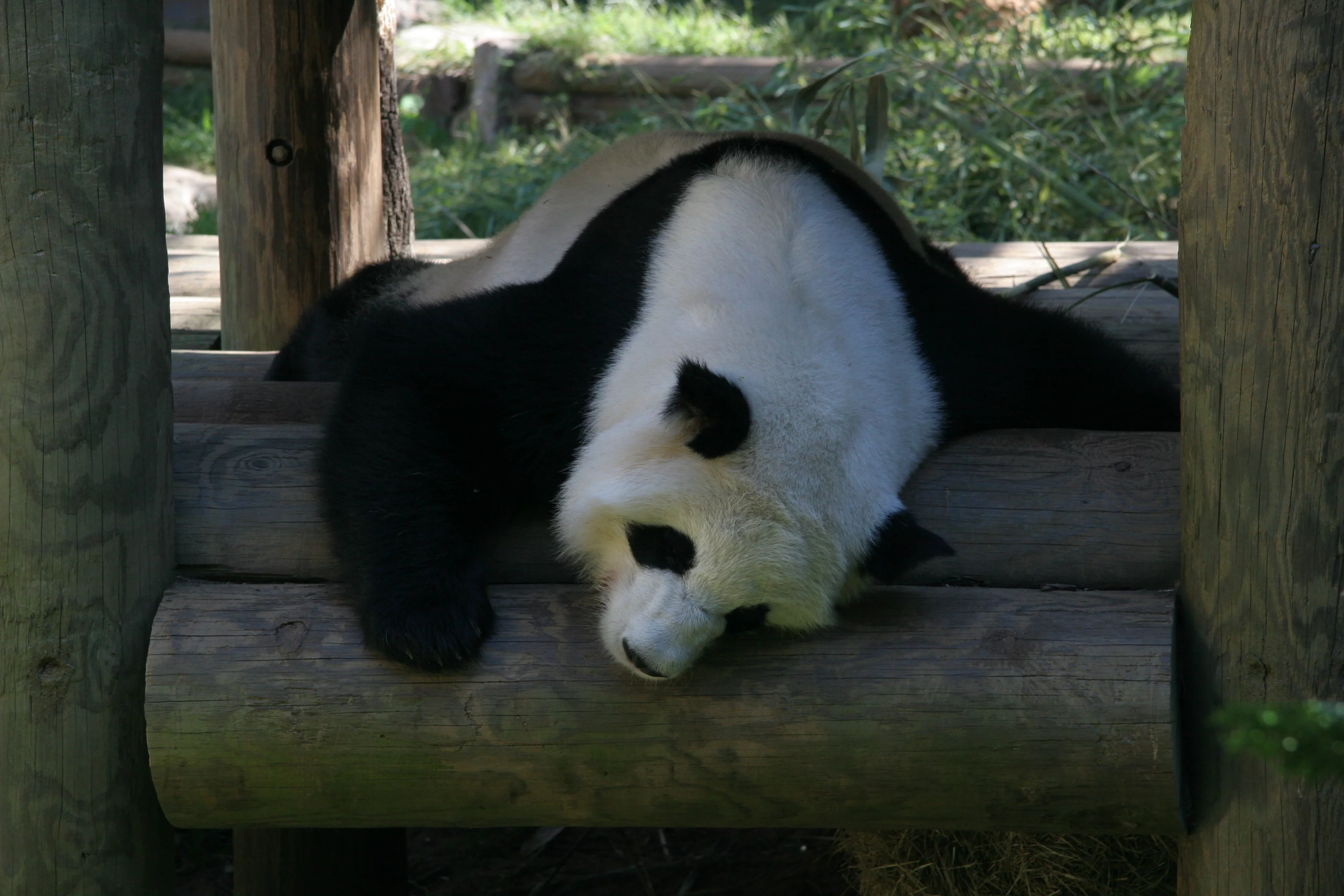 Zoo Atlanta