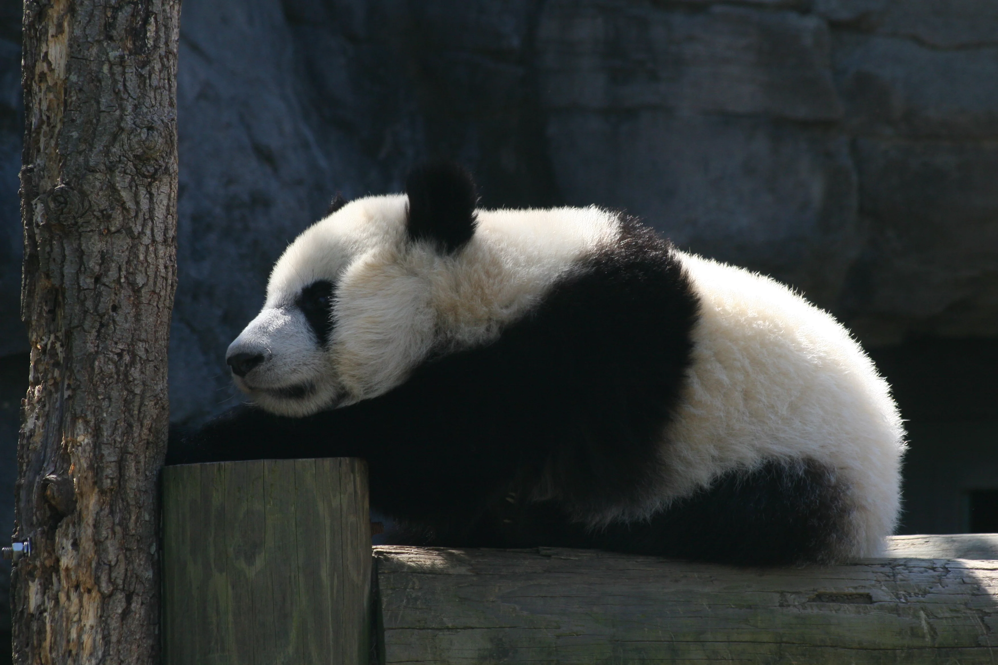 Zoo Atlanta