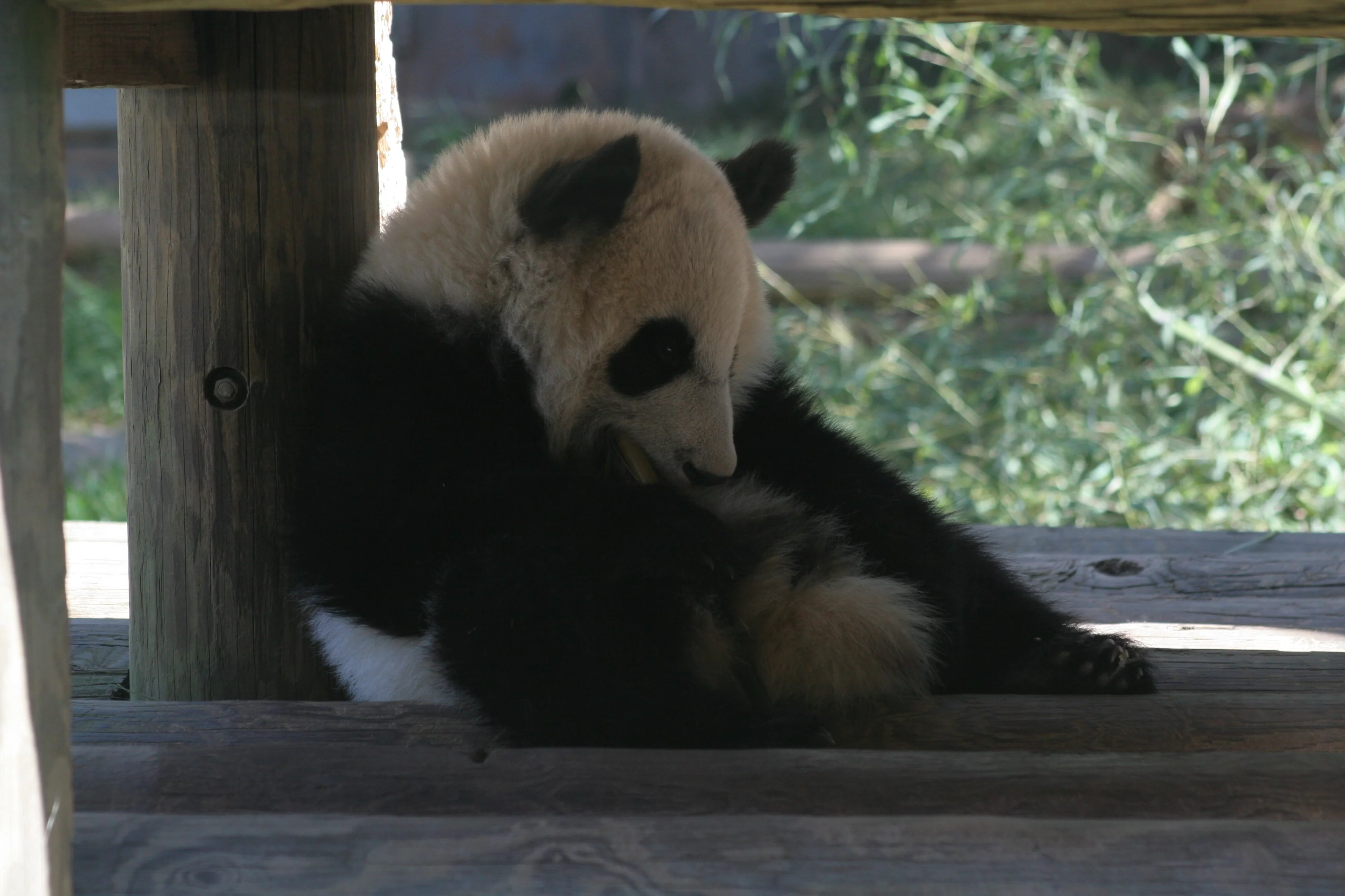 Zoo Atlanta