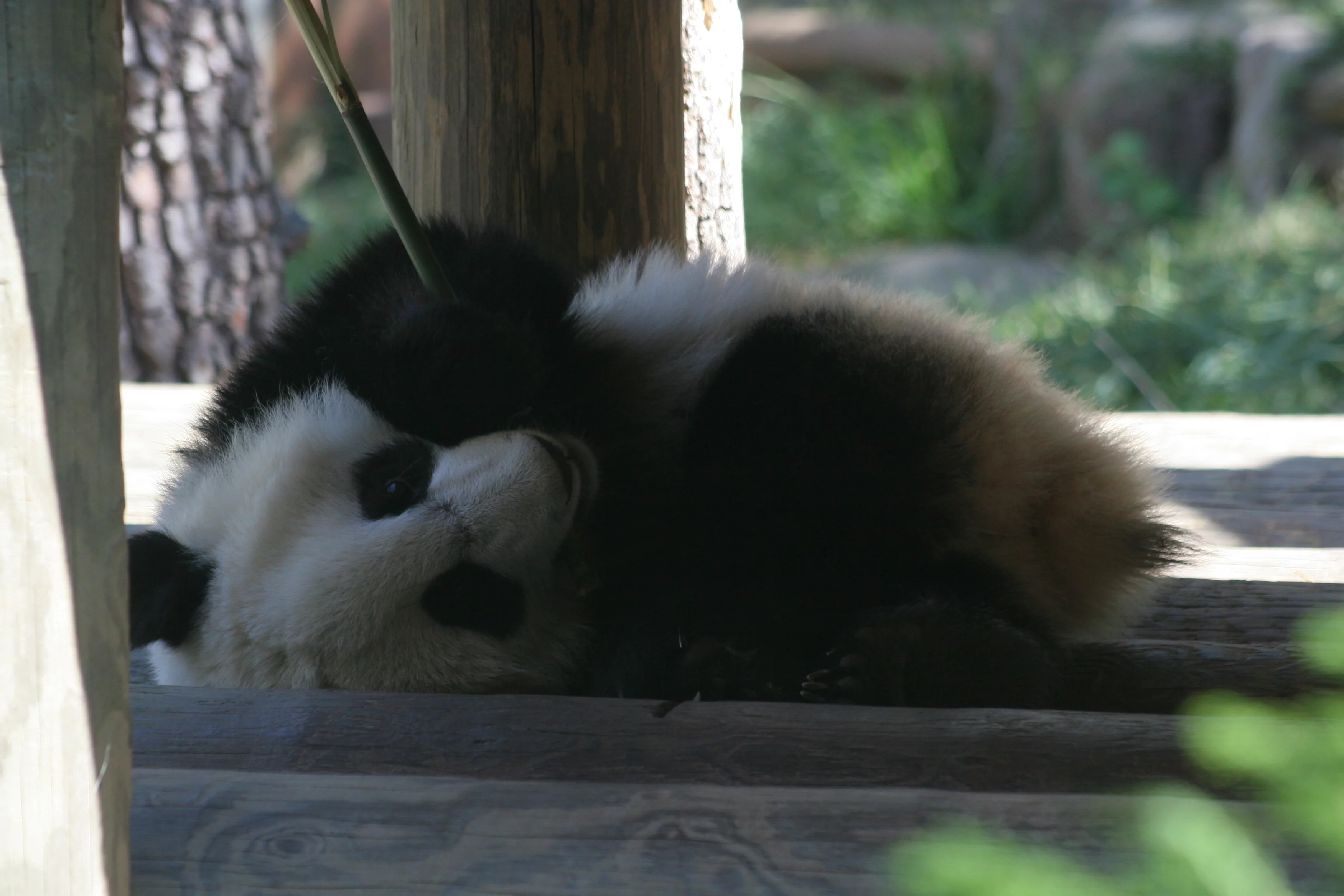 Zoo Atlanta