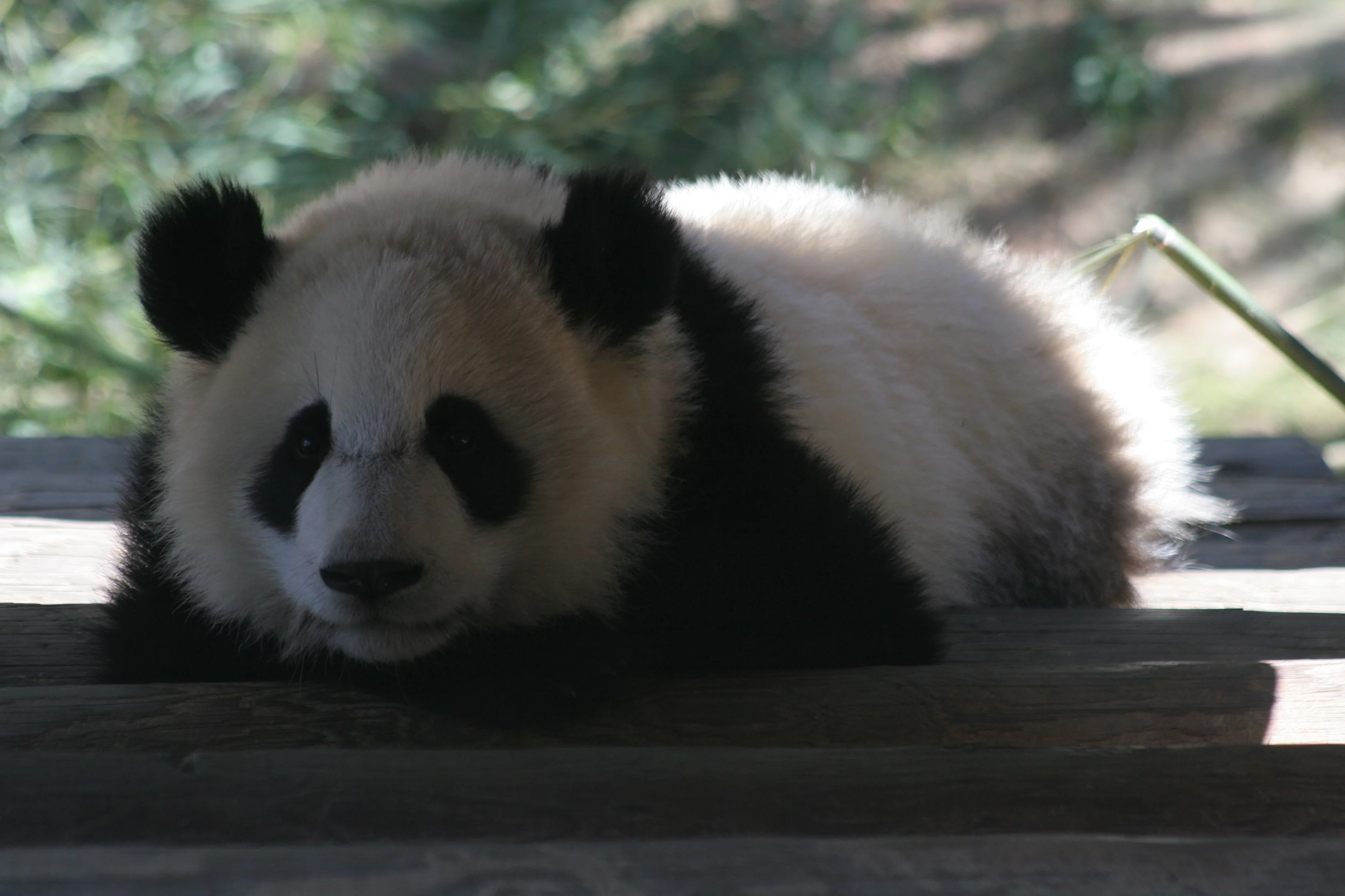 Zoo Atlanta