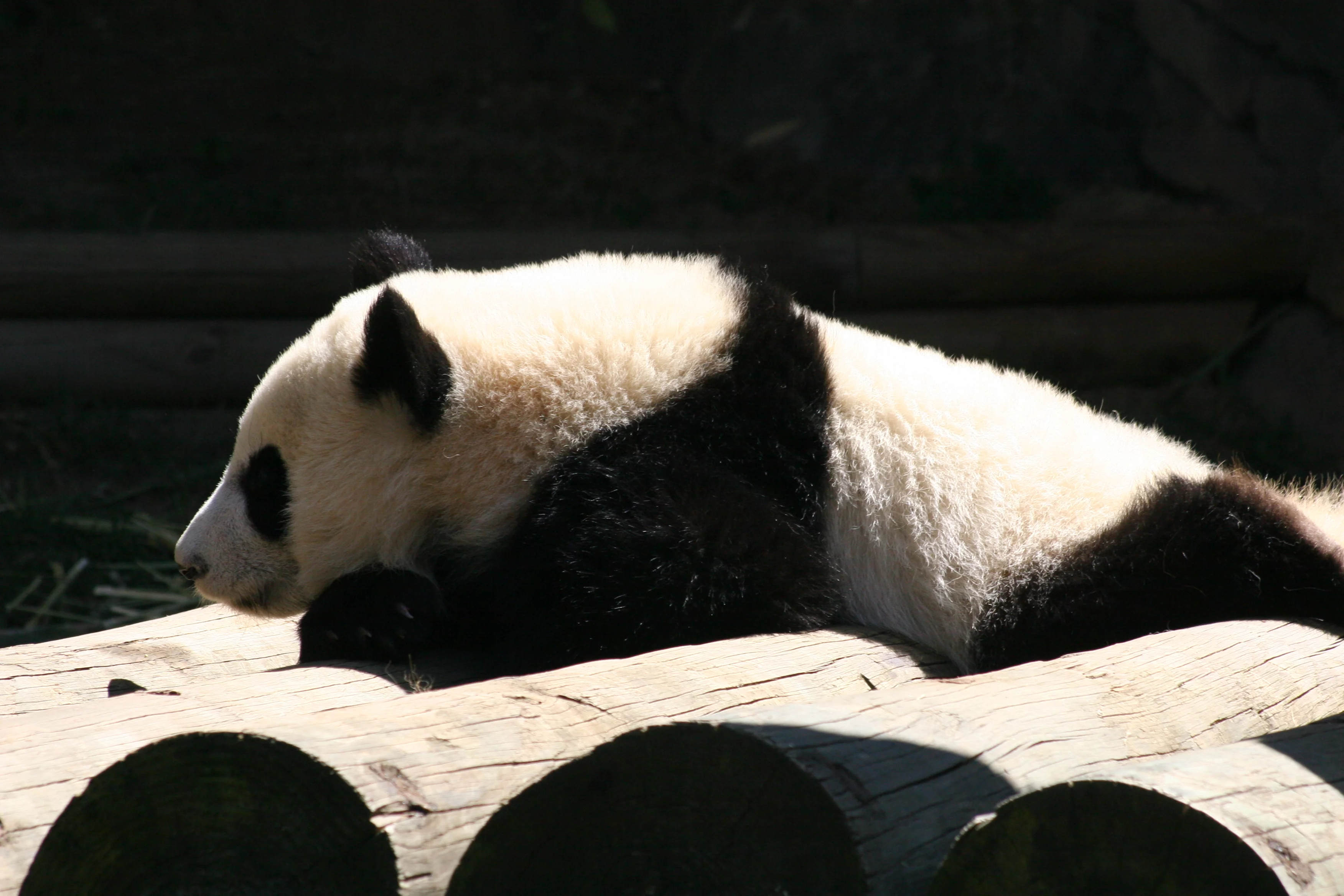Zoo Atlanta