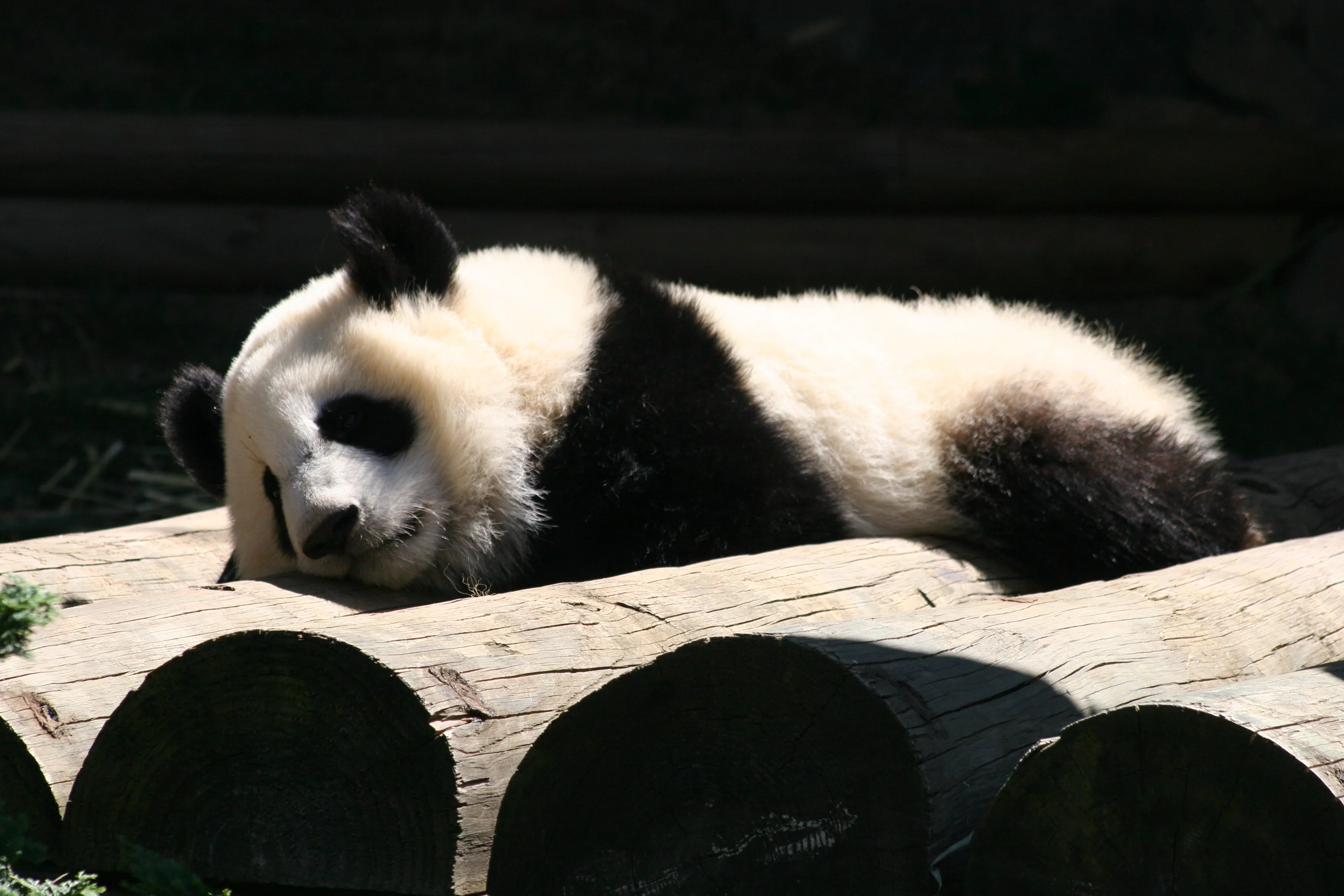 Zoo Atlanta