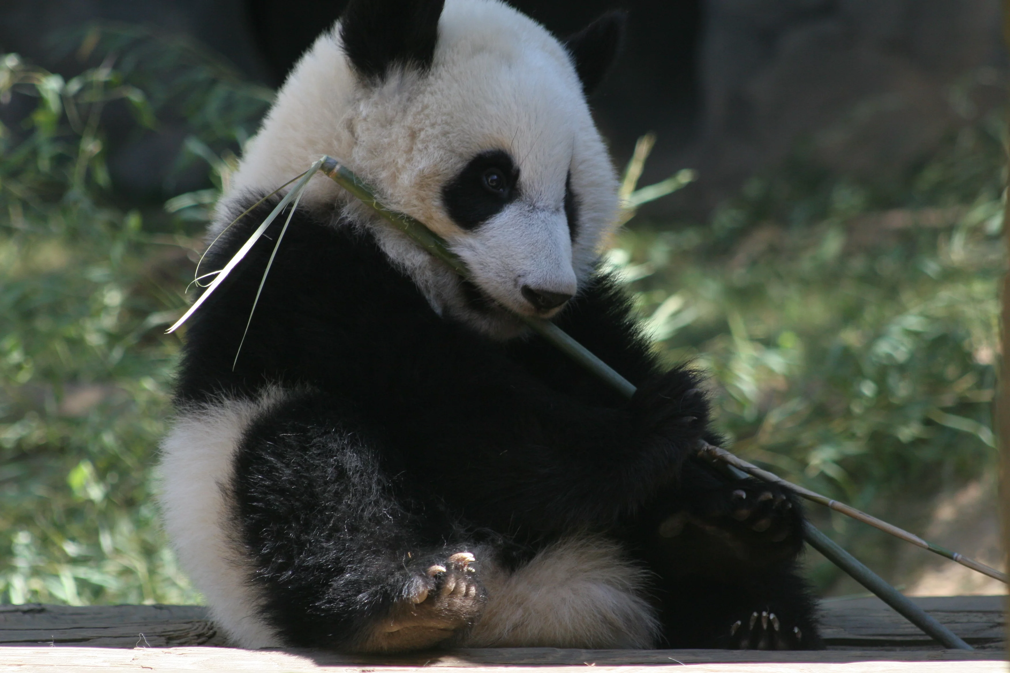 Zoo Atlanta