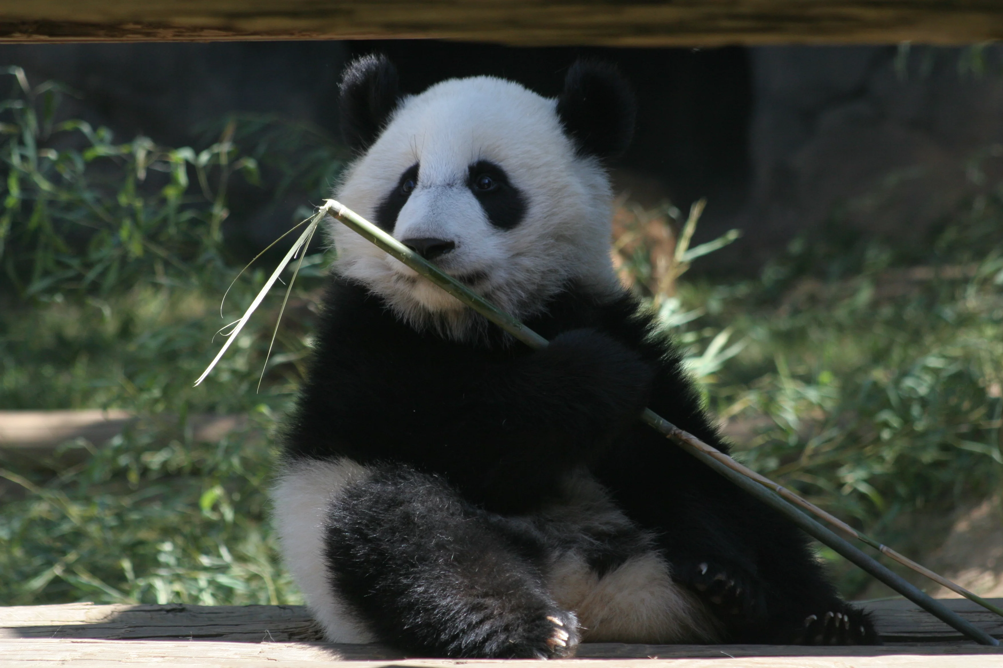 Zoo Atlanta